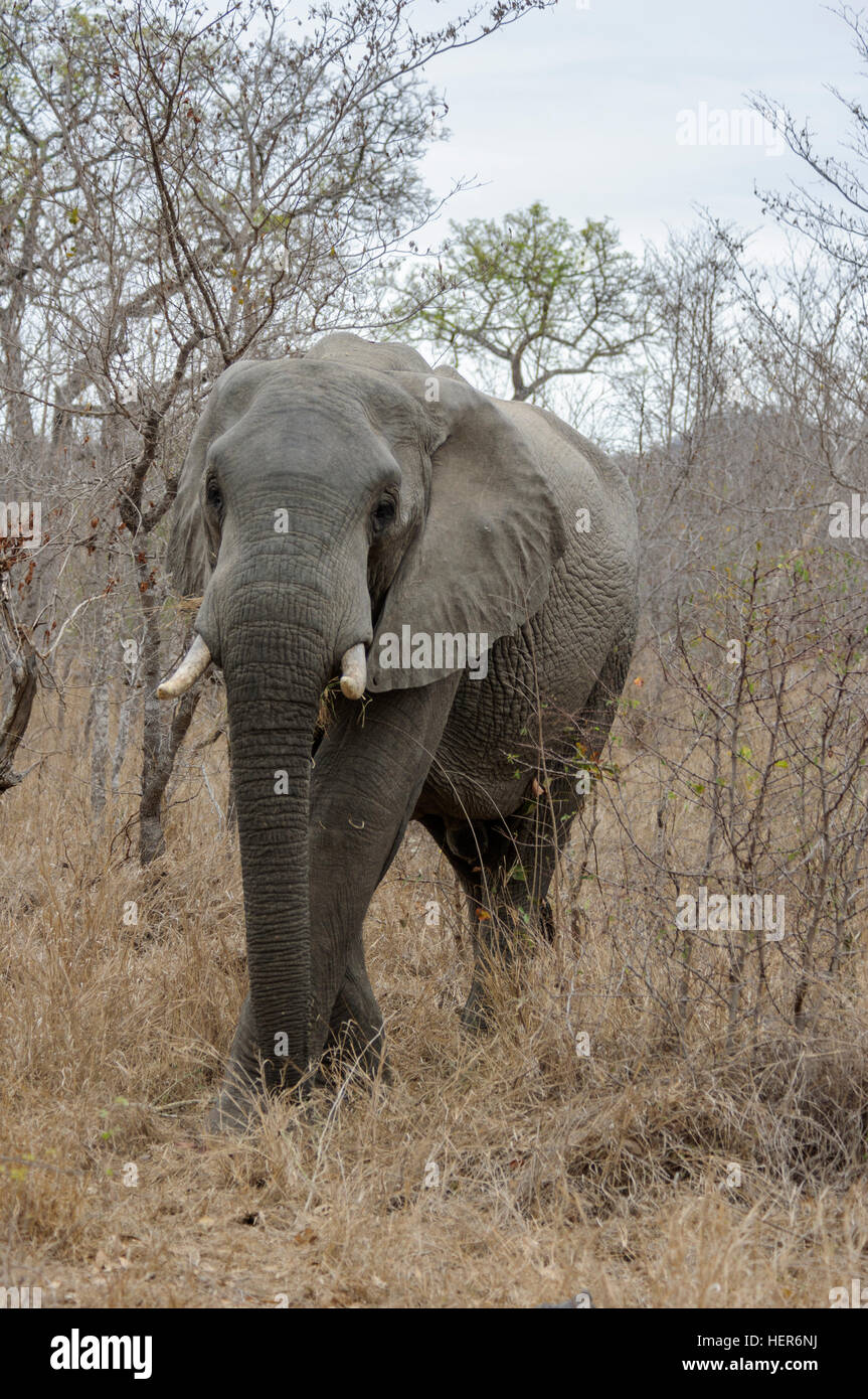 Mâle adulte de l'éléphant africain (Loxodonta africana), Afrique du Sud, l'Afrique Banque D'Images