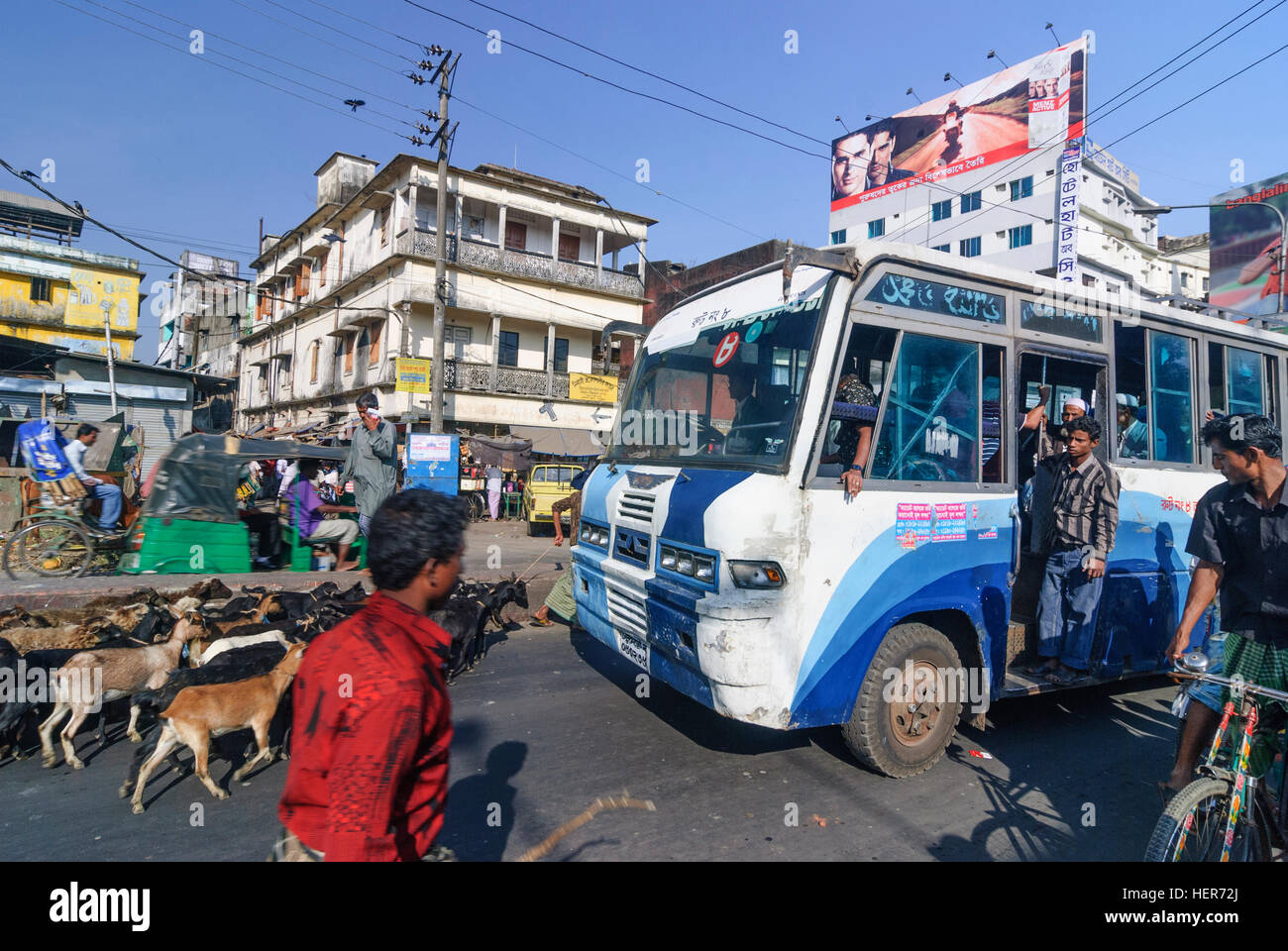 Chittagong : chèvres dans la circulation routière, la division de Chittagong, Bangladesh Banque D'Images