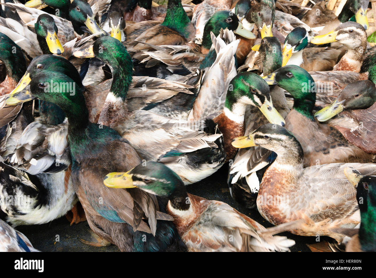 Agartala : canards sur un marché, Tripura, Inde Banque D'Images