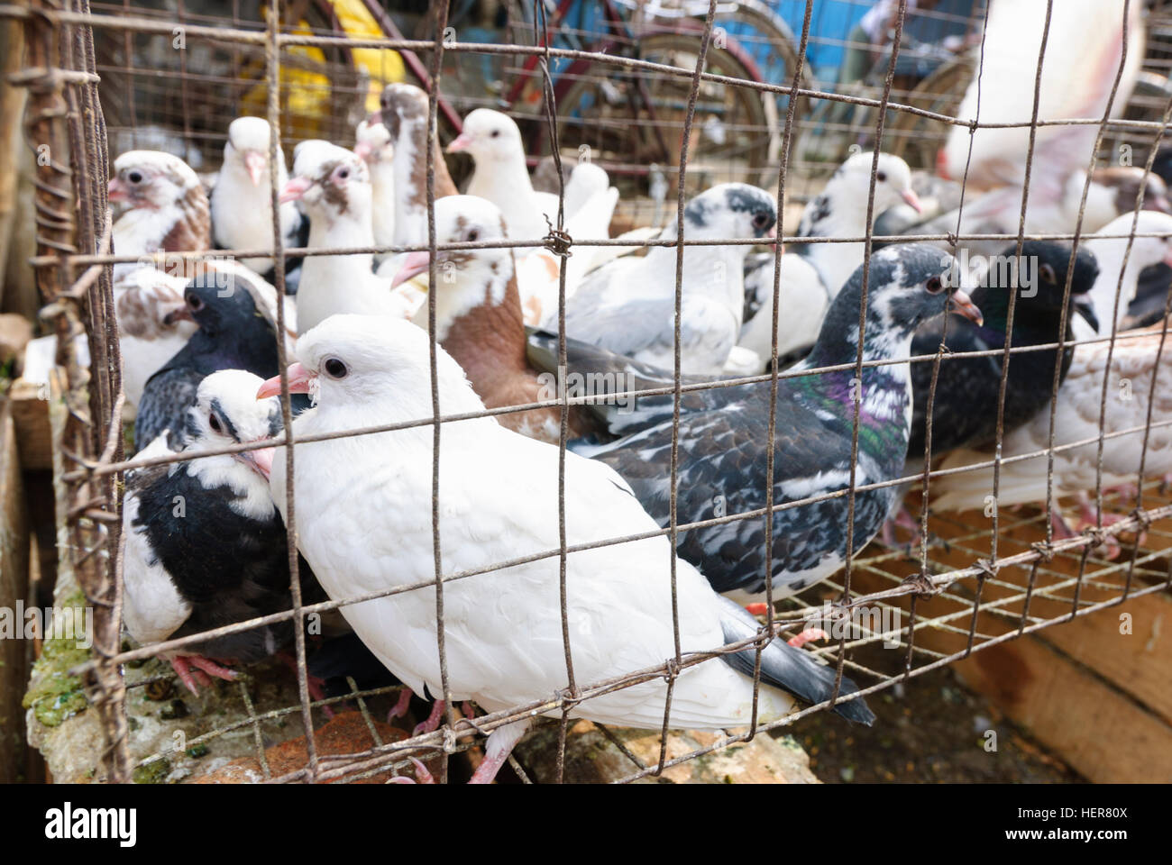 Agartala : Pigeons sur un marché, Tripura, Inde Banque D'Images