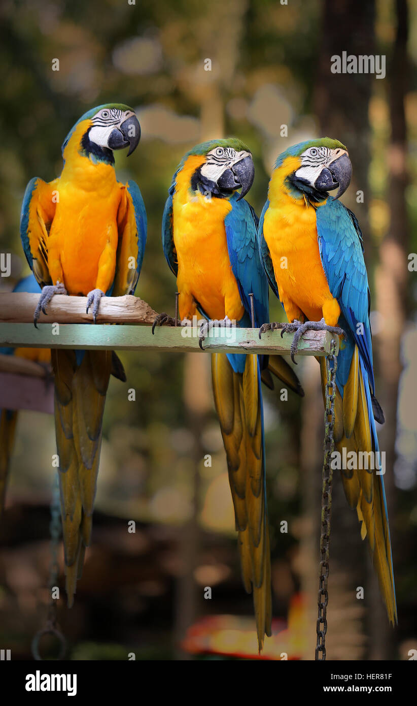 Photos amusantes avec de grands beaux perroquets ara Banque D'Images