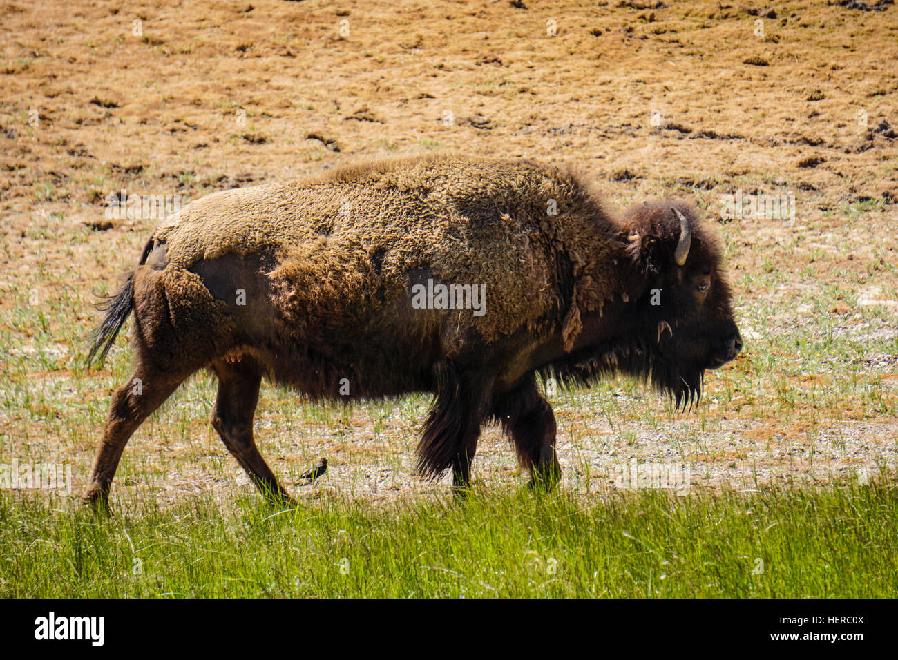 Kanada, en Alberta, le parc national des Lacs-Waterton, enclos à bisons, Bison Banque D'Images