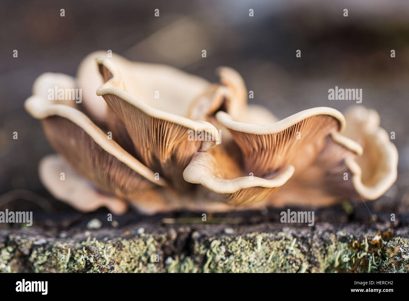 4-saisons - l'automne,automne,biologie,beige,brun,botanique,libre,champignon,champignons,croissant,la fin de l'été,champignons,mousse,naturel,nature,en plein air,biologique,usine,été,saison,arbre,texture,souche d'arbre,bois,sauvage Banque D'Images