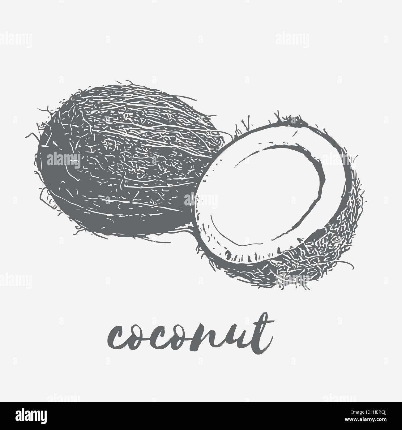 La noix de coco mûre vegan Illustration de Vecteur La noix de coco mûre vegan Illustration de Vecteur