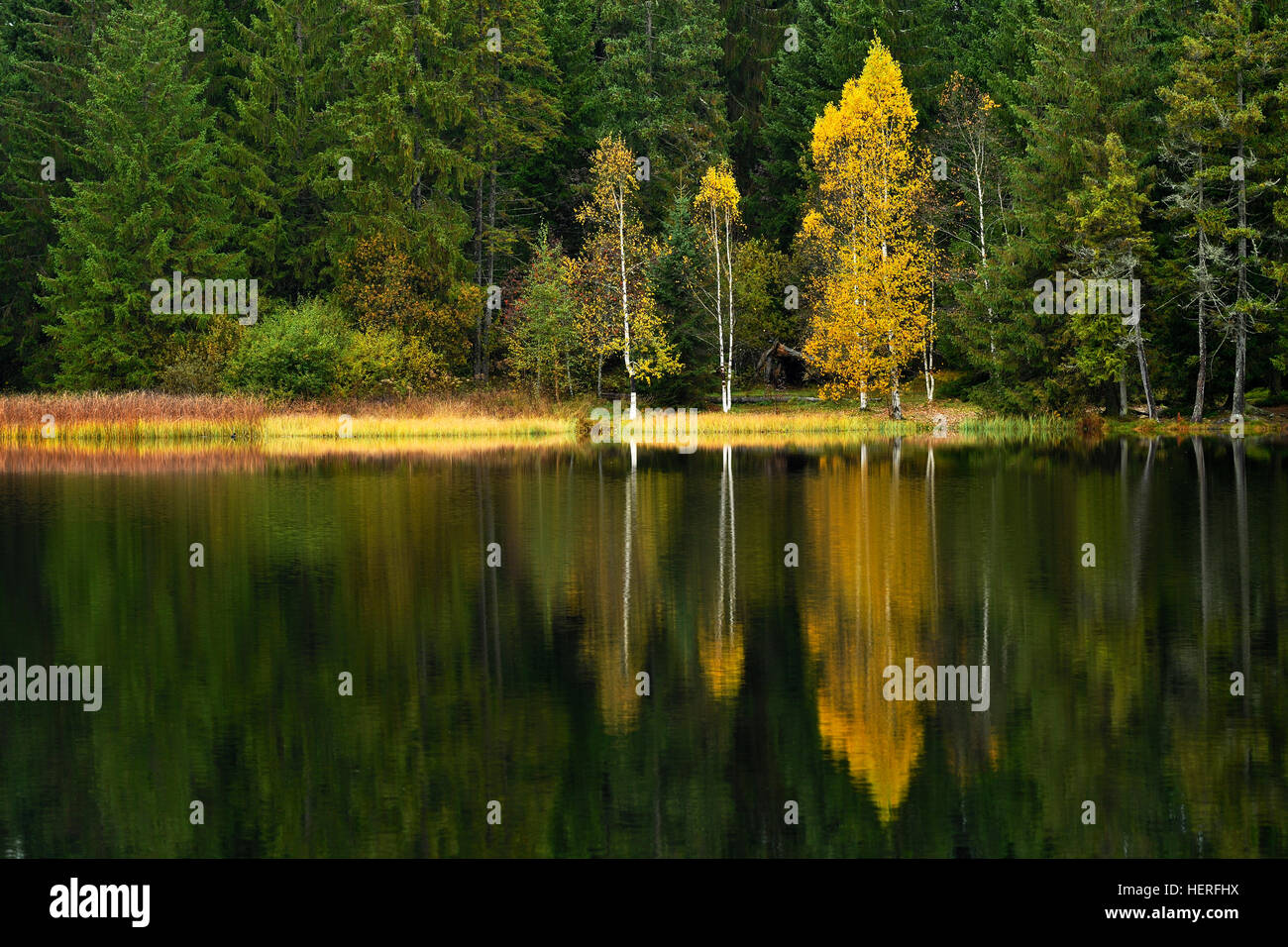 Arbres se reflétant dans le lac, automne, Marsh Lake Etang de la Gruère, Saignelégier, Canton du Jura, Suisse Banque D'Images