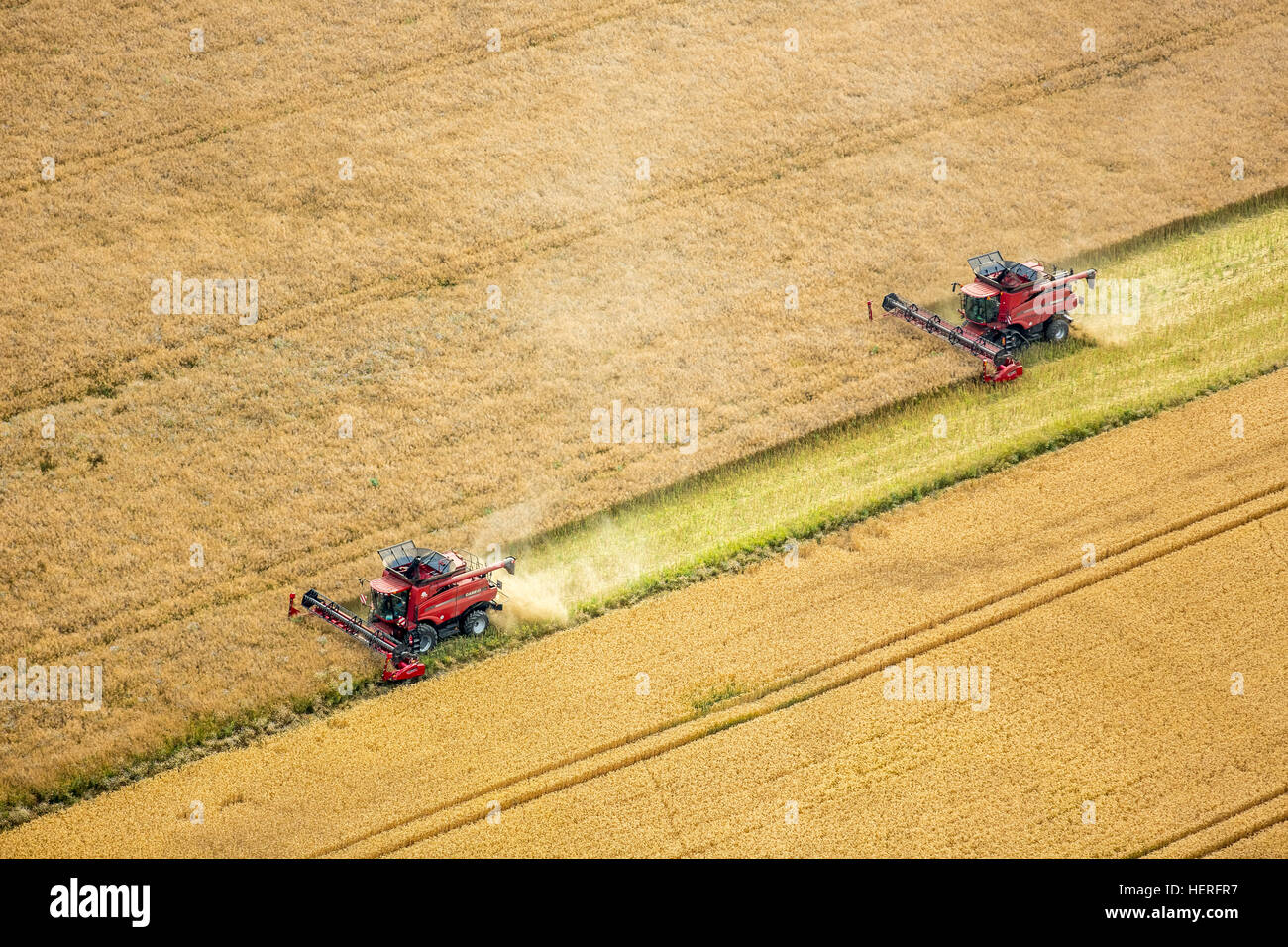 Vue aérienne, la récolte des grains, Fahr moissonneuse batteuse en champ de céréales, de l'agriculture, de Vipperow, Mecklembourg-Poméranie-Occidentale, Allemagne Banque D'Images