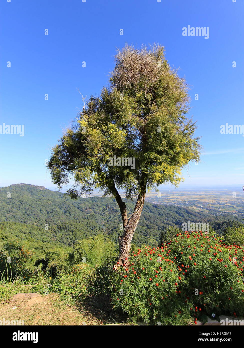 Les arbres et fleurs de fond de ciel bleu Banque D'Images
