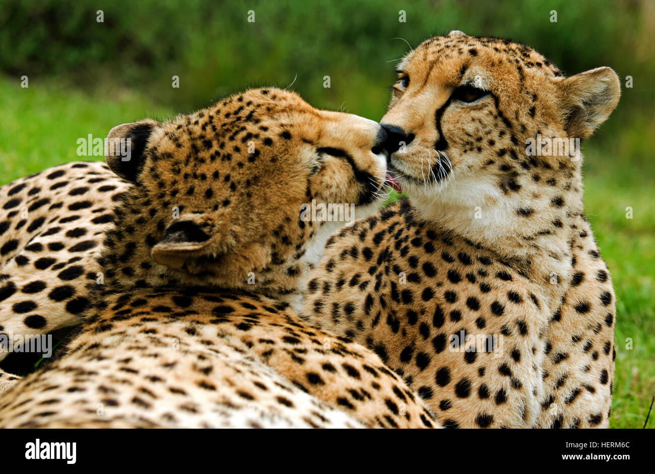 Deux guépards rubbing noses, Afrique du Sud Banque D'Images