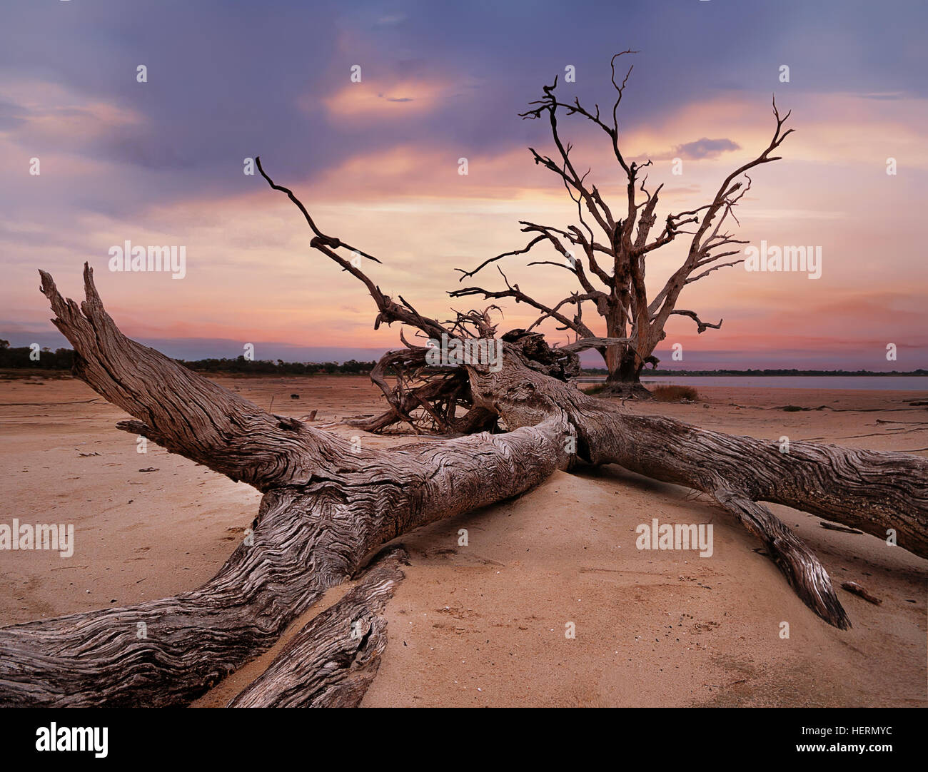 Les troncs des arbres sur la plage, le lac Bonney, Barmera, Riverland, Australie du Sud, Australie Banque D'Images