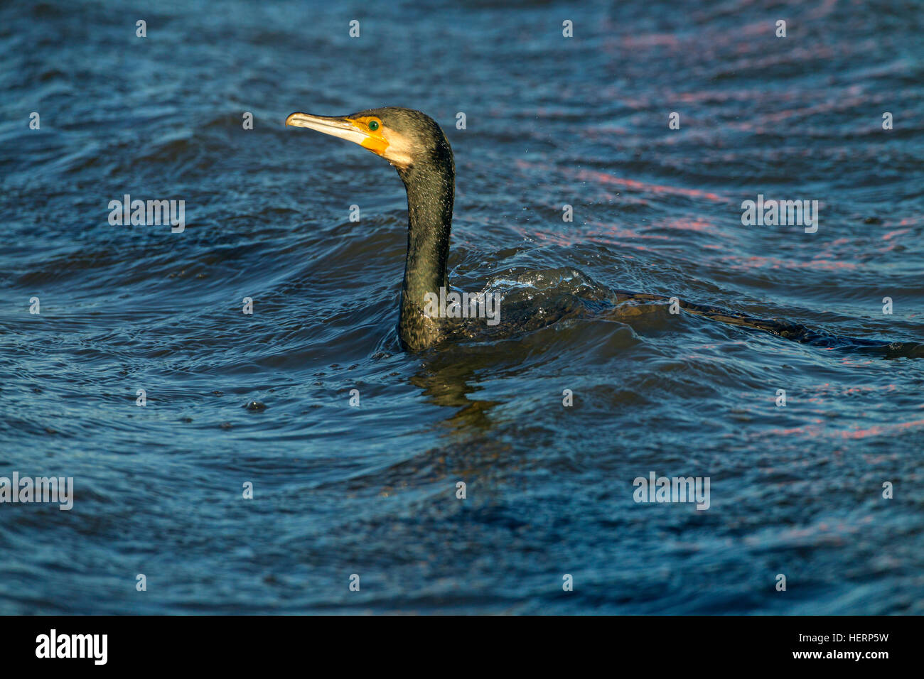 Cormorant Phalacrocorax carbo chasse les petits poissons dans un ruisseau marécageux Banque D'Images