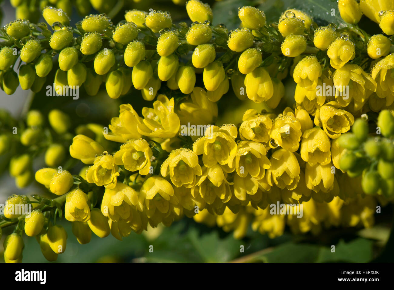 Mahonia x media 'Winter Sun' arbuste jardin floraison en plein hiver du soleil Banque D'Images