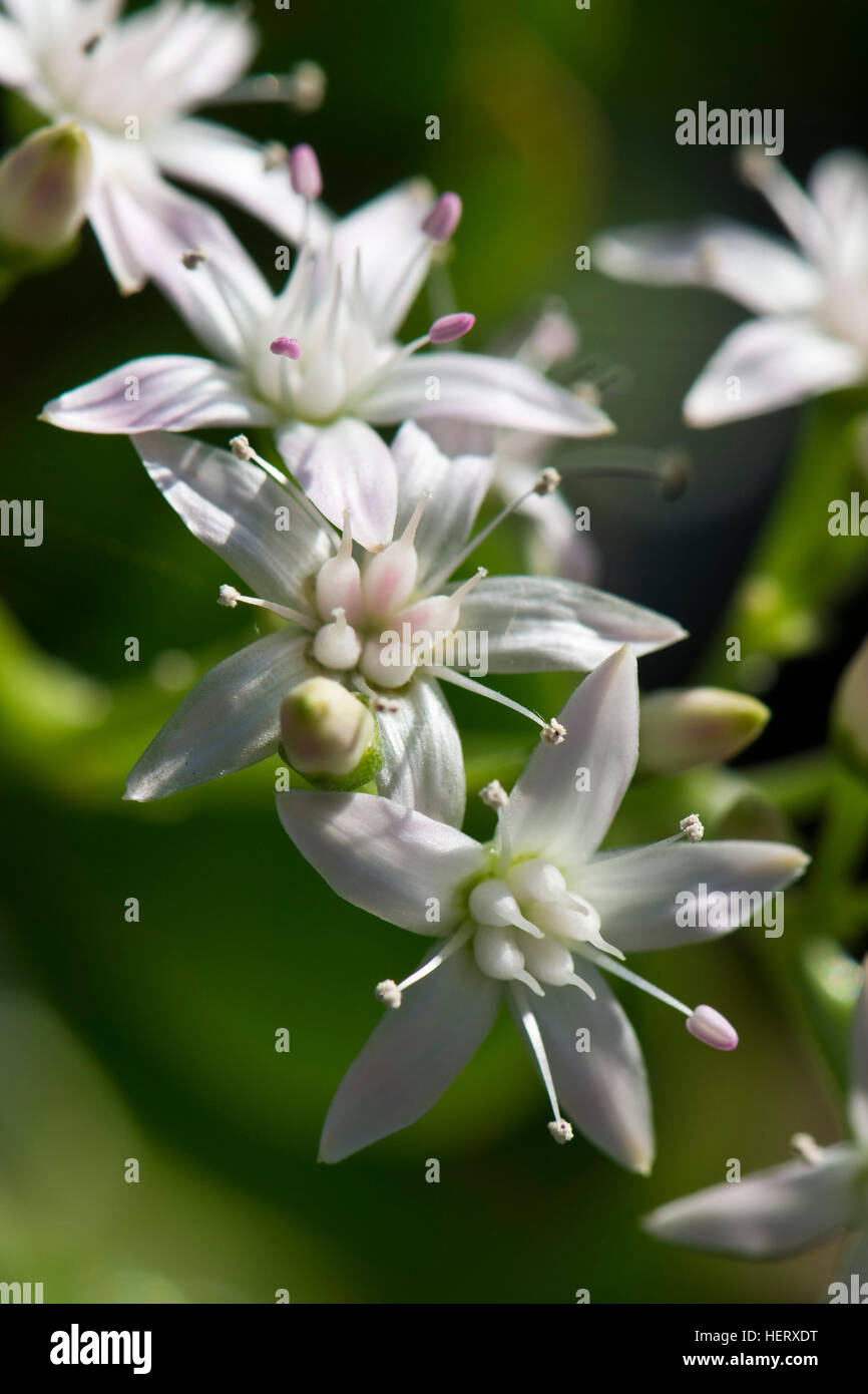 Money Tree, arbre de jade, Crassula ovata chanceux, arbre, fleurs blanches sur plante succulentes Banque D'Images