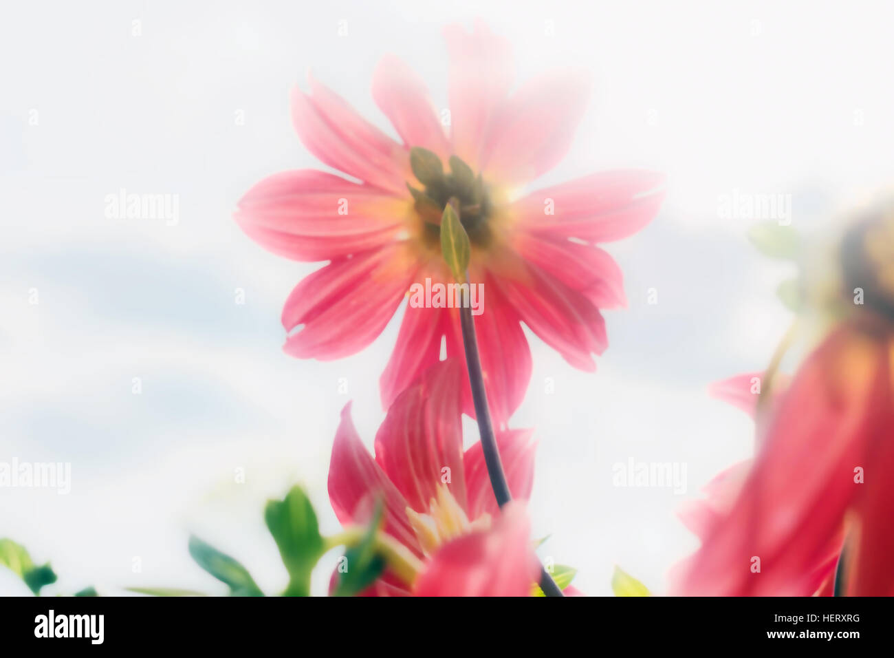 Dahlia rouge beauté de l'été dans le flou d'offres Banque D'Images