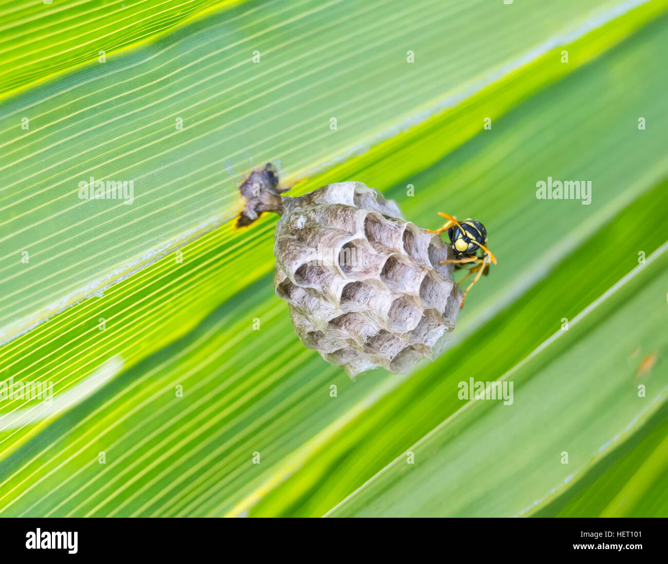La construction d'un nid de guêpe dans une feuille d'un palmier Photo — free download