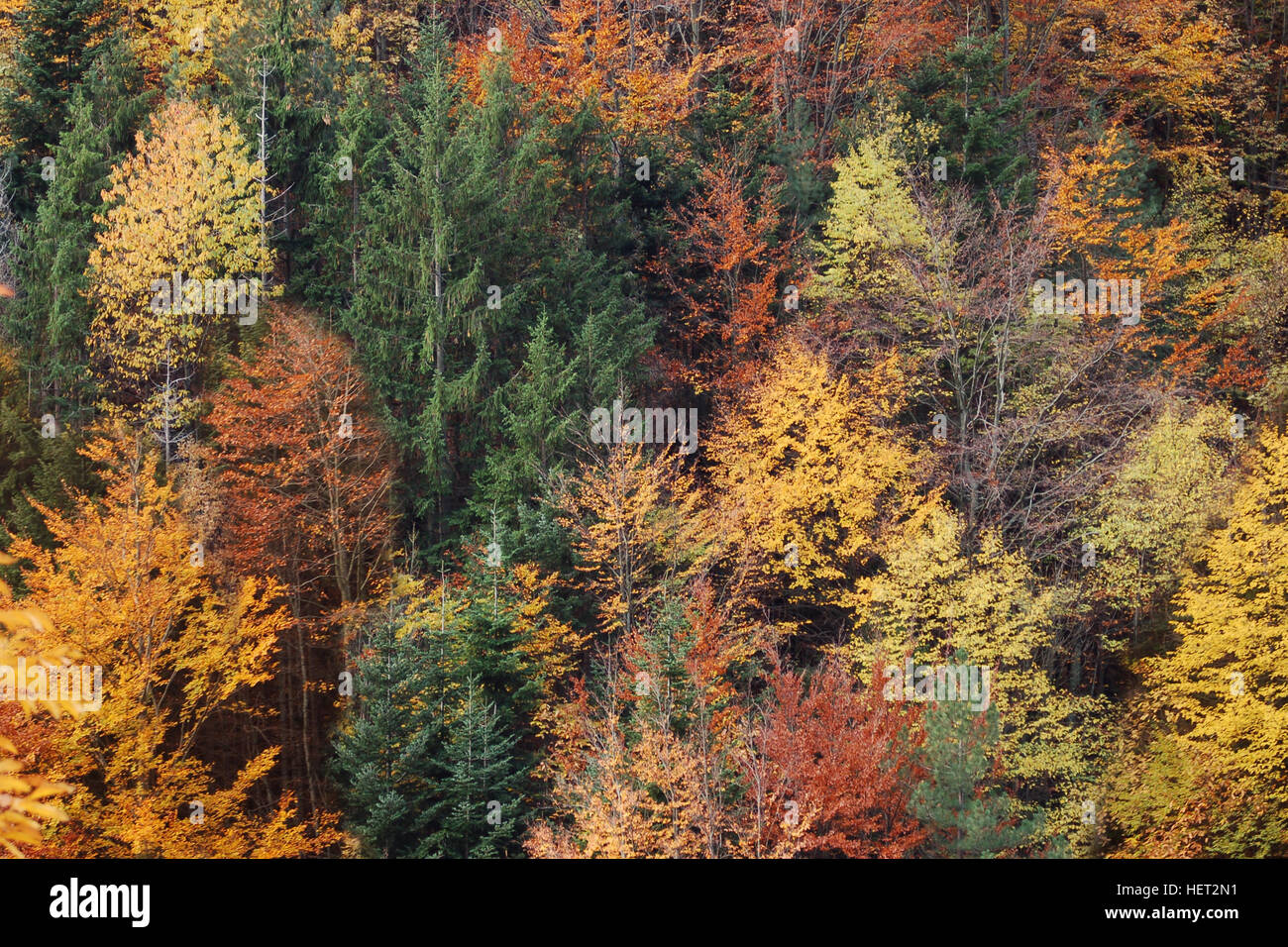 Les arbres de la forêt contiennent toutes les couleurs de l'automne Banque D'Images