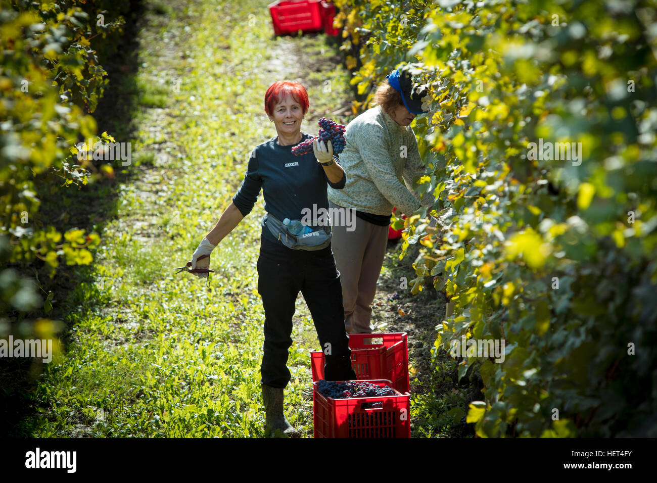 Deux femmes dans la récolte des raisins nebbiolo Barolo près de vignoble, Piemonte, Italie Banque D'Images