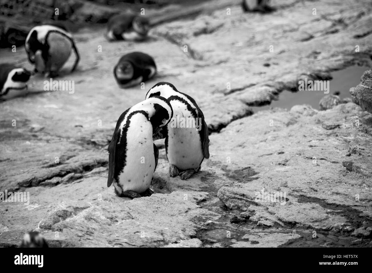 Blur en Afrique du Sud Betty's bay penguin oiseaux réserve naturelle de la faune et des roches Banque D'Images