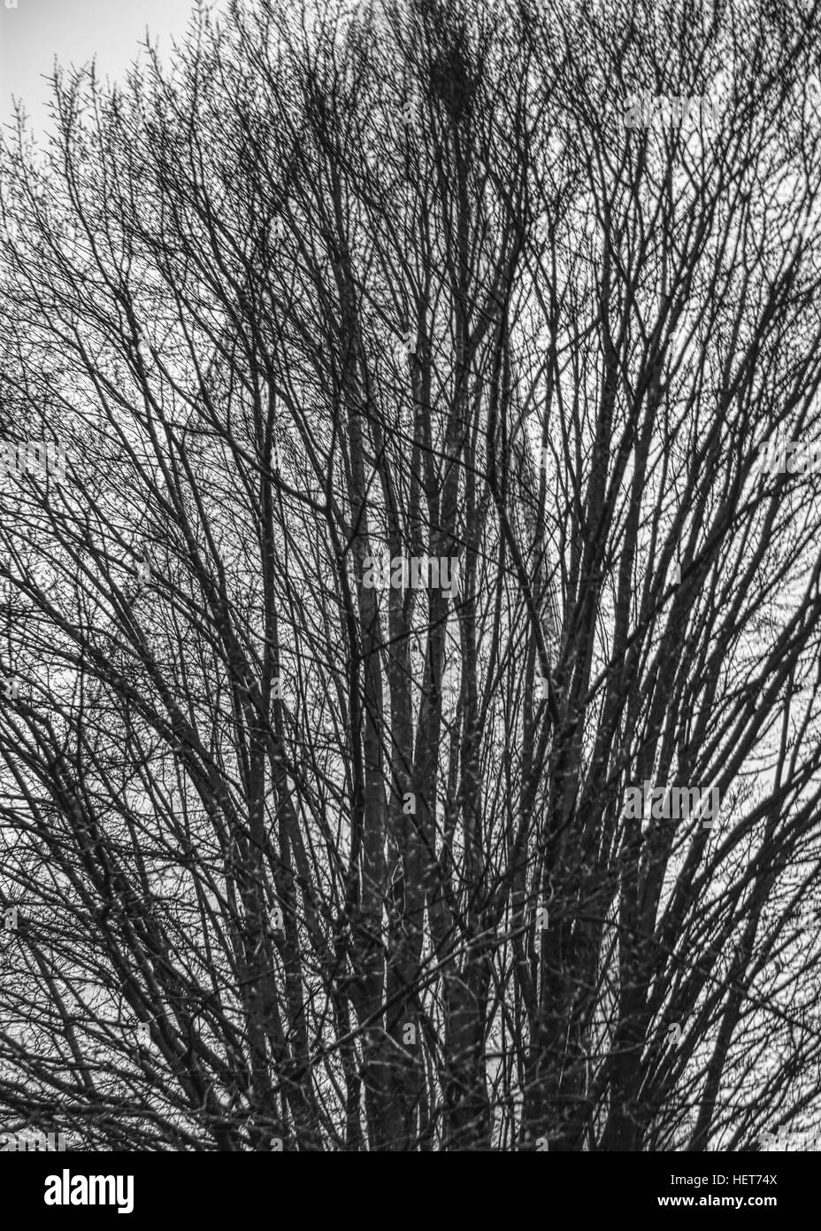 Photographie de Londres Shard derrière un arbre (London Bridge) en noir et blanc Banque D'Images