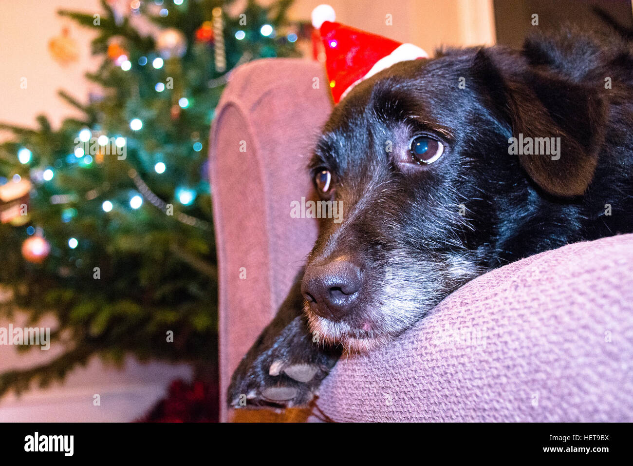 Un vieux chien portant un chapeau rouge de fête Banque D'Images