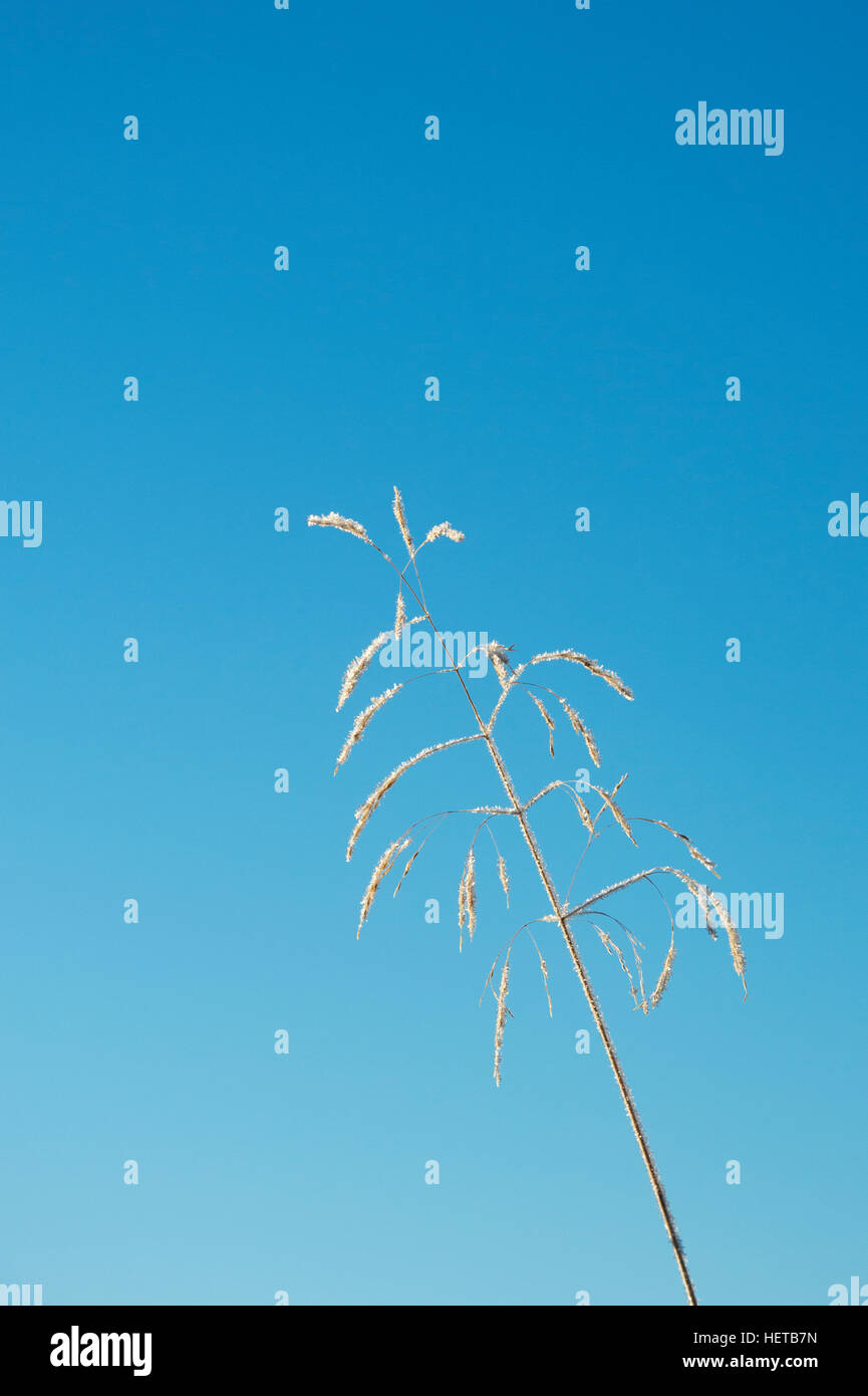 Deschampsia cespitosa. Frosty cespiteuse en hiver contre un ciel bleu. L'Ecosse Banque D'Images
