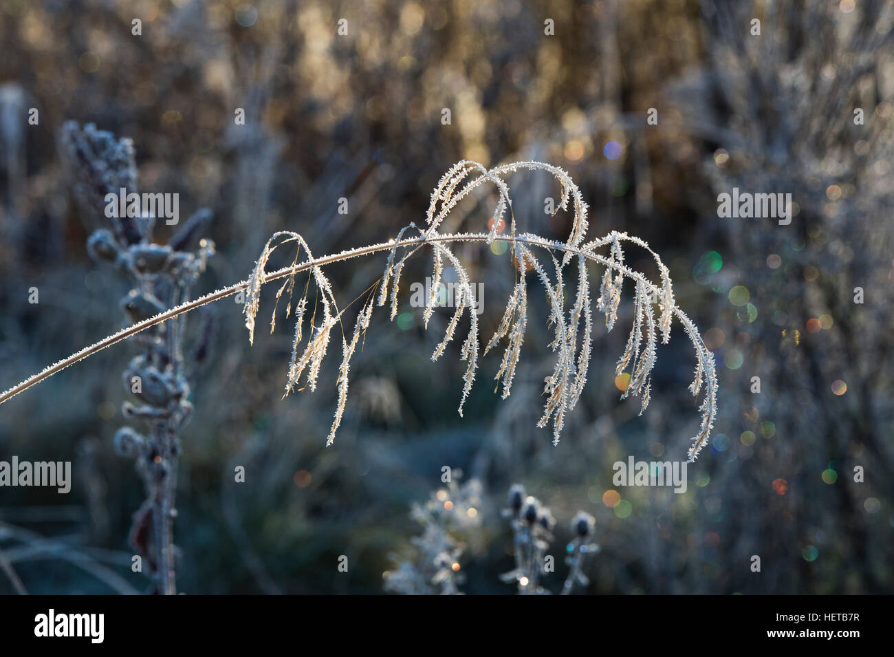Deschampsia cespitosa. Frosty cespiteuse en hiver. L'Ecosse Banque D'Images