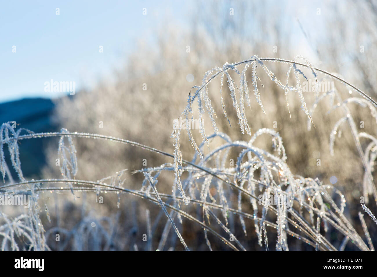 Deschampsia cespitosa. Frosty cespiteuse en hiver. L'Ecosse Banque D'Images