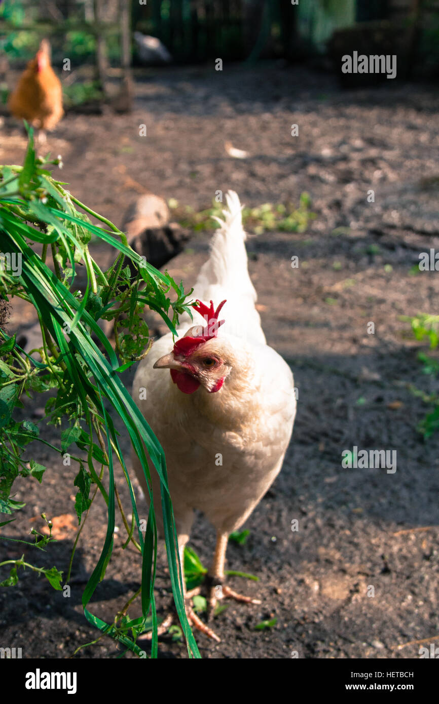 La Ferme Blanche free run chicken se nourrissent de mauvaises herbes vertes Banque D'Images