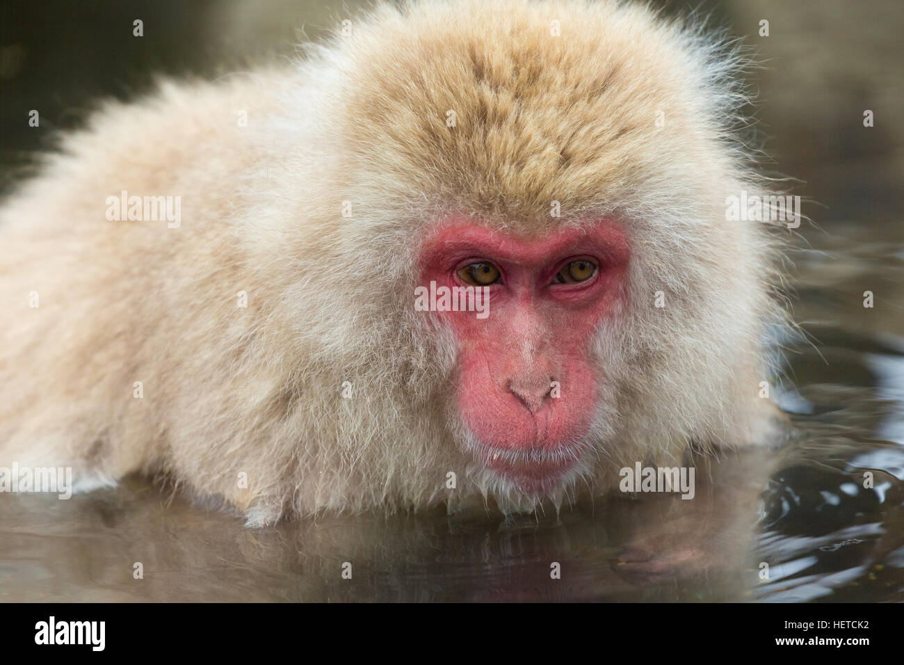 Singe sauvage se baignant dans les sources chaudes en hiver. Banque D'Images