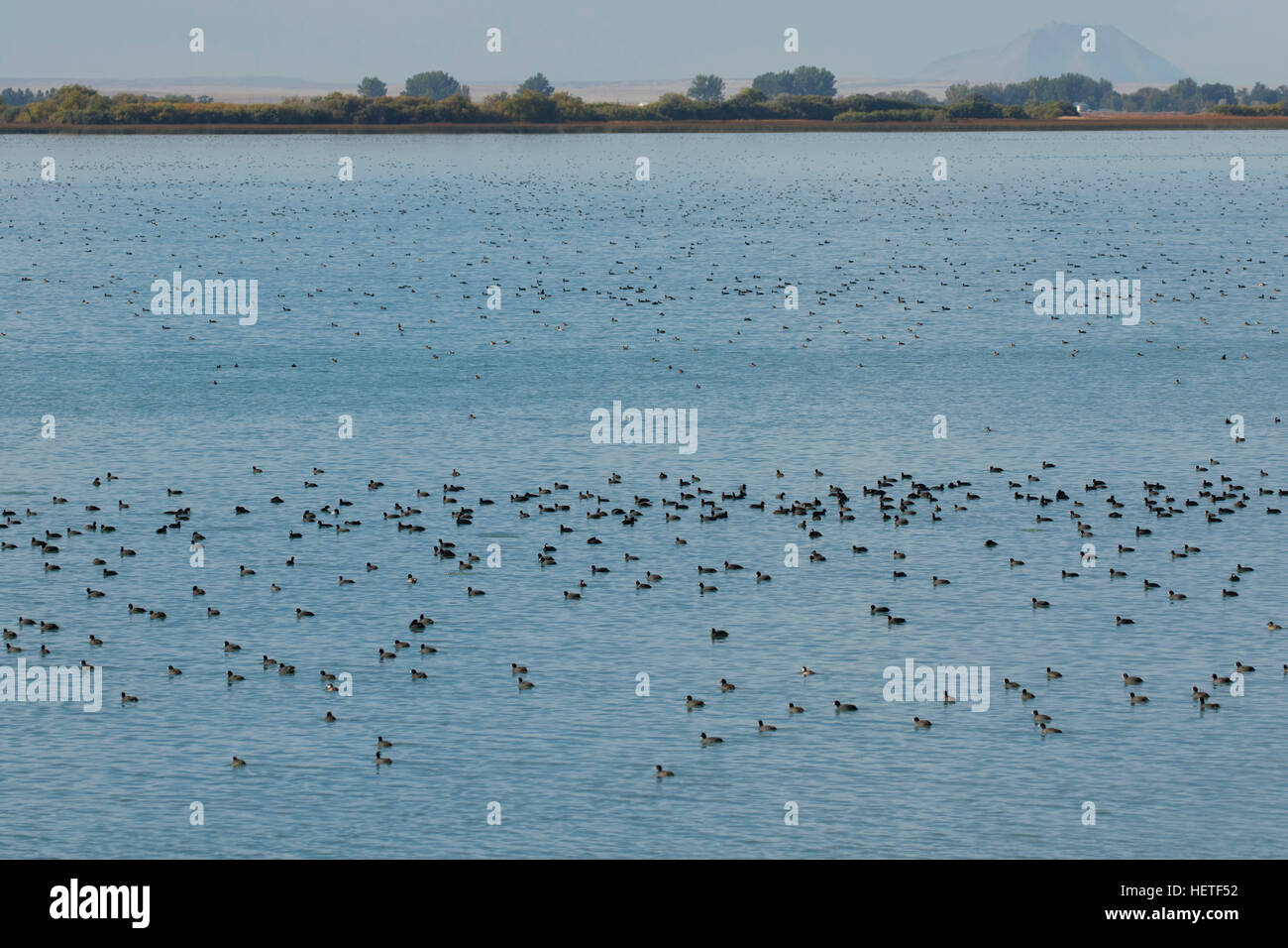 Foulques sur le lac Mud, Mud Lake Wildlife Management Area, Idaho Banque D'Images