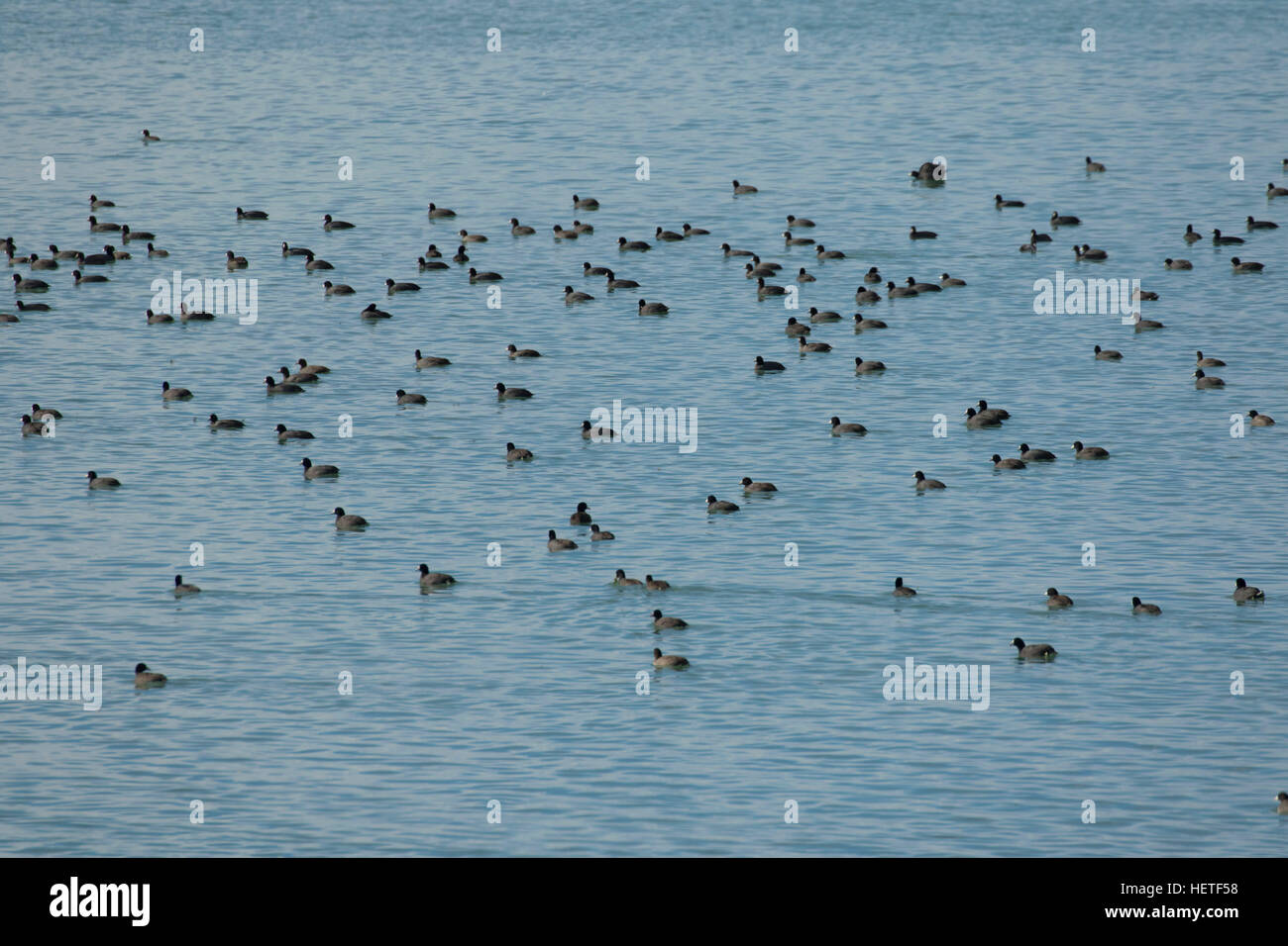 Foulques sur le lac Mud, Mud Lake Wildlife Management Area, Idaho Banque D'Images