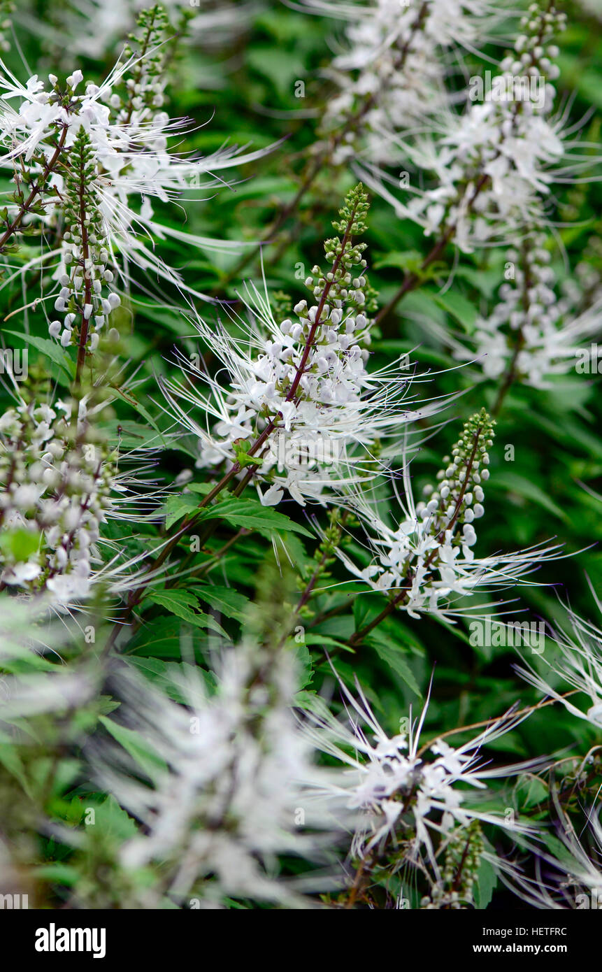 Thé de Java, Rein thé ou moustaches du chat Orthosiphon aristatus ((Blume) Miq. ) Est un remède de fines herbes populaires en Asie du sud-est. Banque D'Images