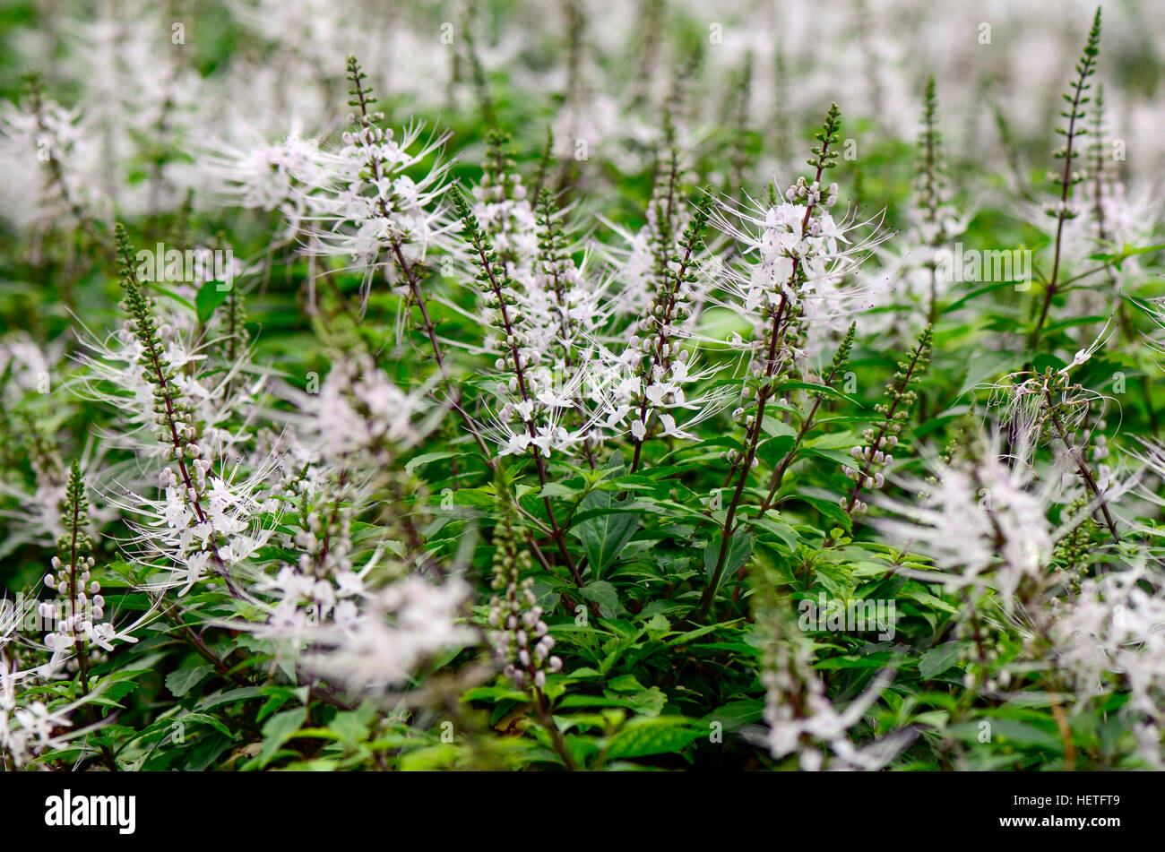 Thé de Java, Rein thé ou moustaches du chat Orthosiphon aristatus ((Blume) Miq. ) Est un remède de fines herbes populaires en Asie du sud-est. Banque D'Images