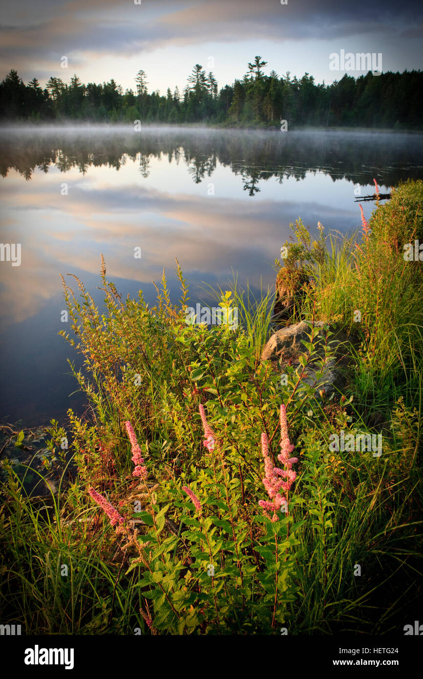 Steeplebush, Spiraea tomentosa, Blooming, sur la rive du Petit Ours Brook Pond à Errol, New Hampshire. La Forêt du Nord Banque D'Images