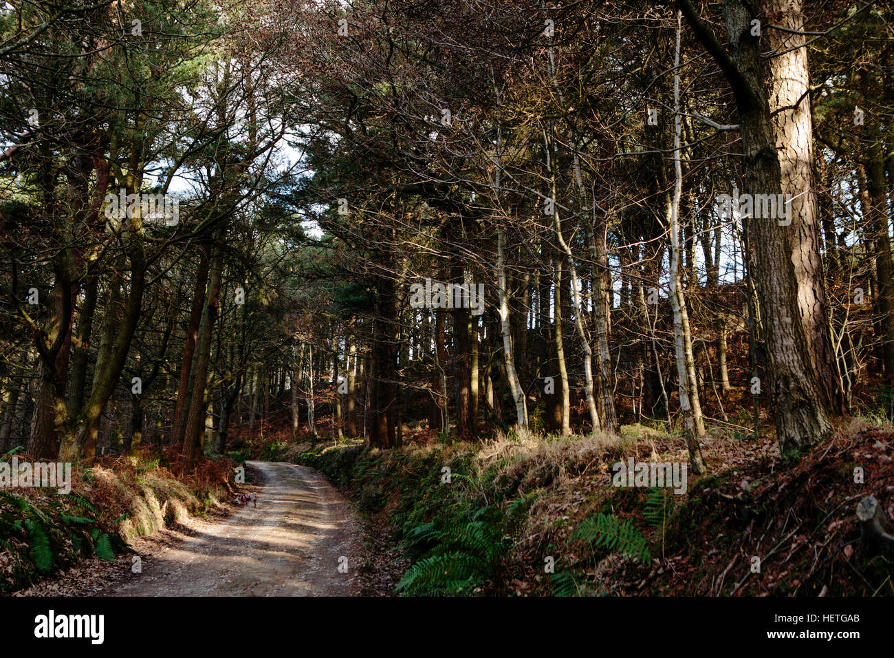 Le Woodlands à hardcastle de rocher au-dessus de Hebden Bridge avec soleil qui brille à travers les arbres Banque D'Images