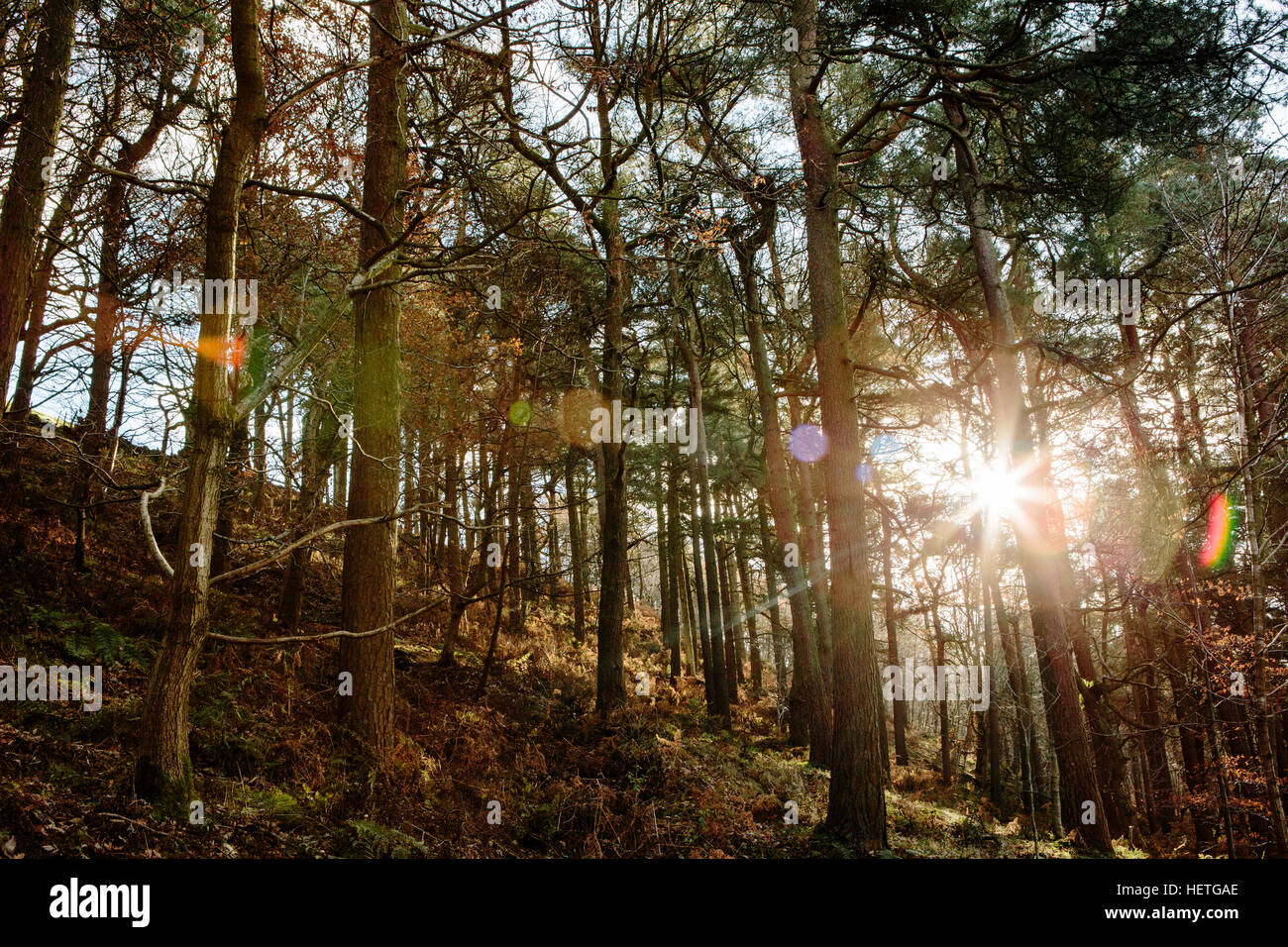 Le Woodlands à hardcastle de rocher au-dessus de Hebden Bridge avec soleil qui brille à travers les arbres Banque D'Images