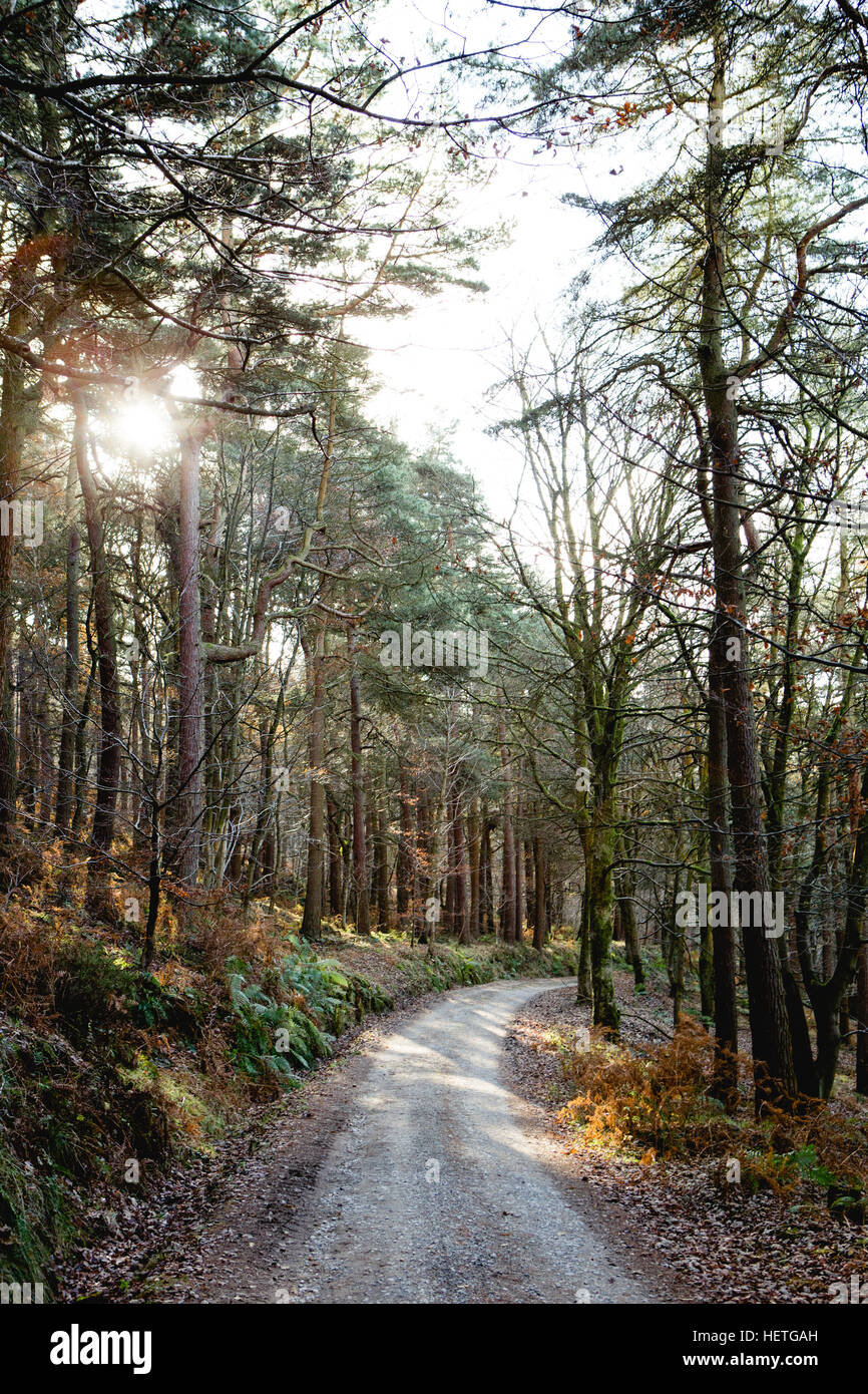 Le Woodlands à hardcastle de rocher au-dessus de Hebden Bridge avec soleil qui brille à travers les arbres Banque D'Images