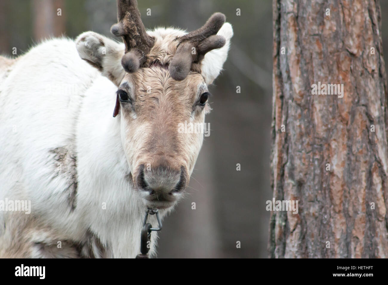 Le renne à Rovaniemi, en Laponie finlandaise. Banque D'Images