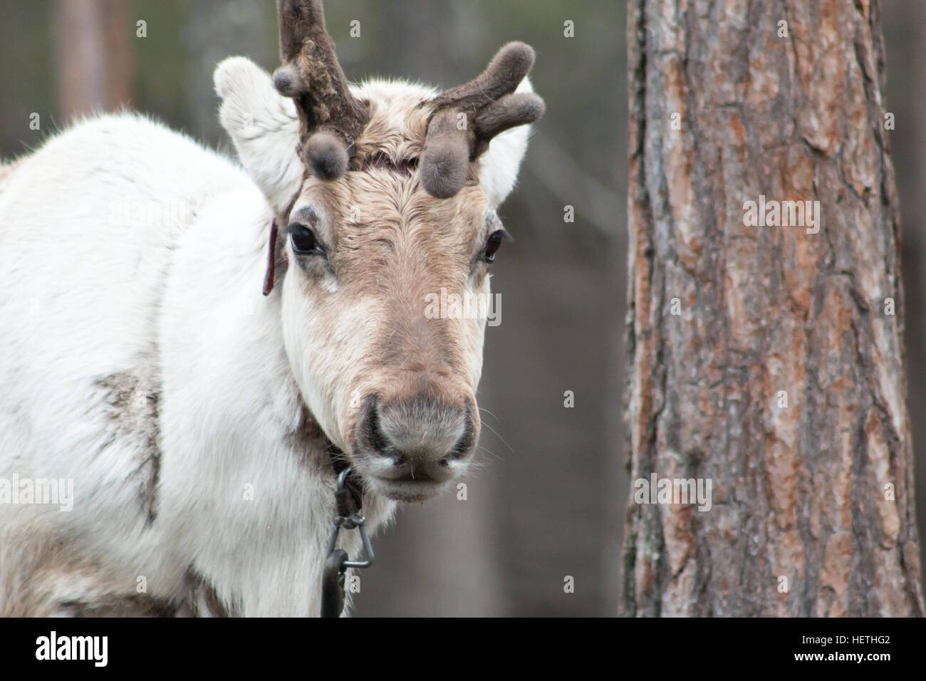 Le renne à Rovaniemi, en Laponie finlandaise. Banque D'Images