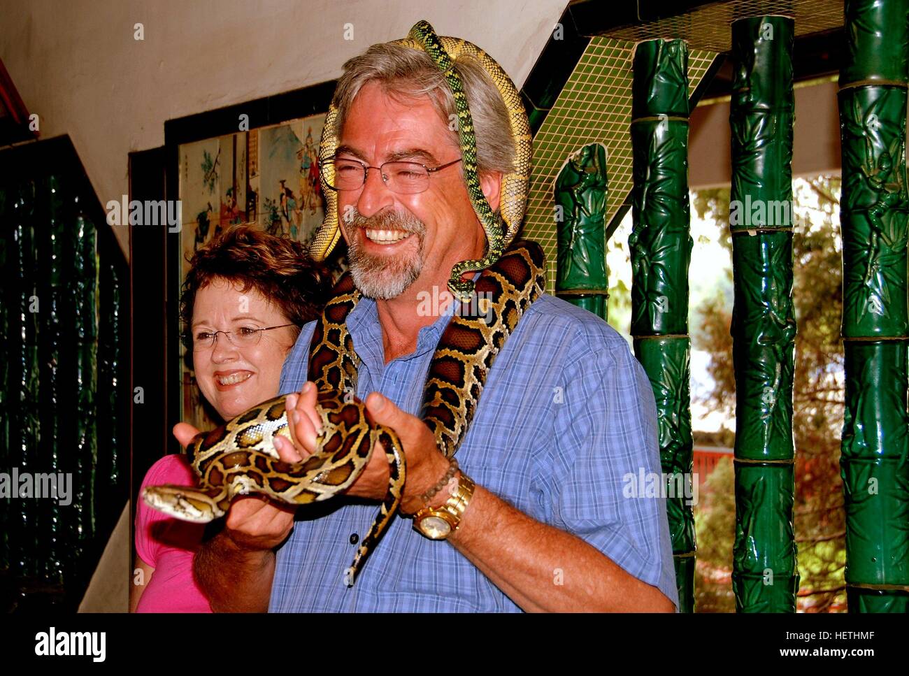 Penang, Malaisie - 10 janvier 2007 : Un visiteur de la célèbre 1851 Snake Temple pose avec certains des serpents vipère résident Banque D'Images