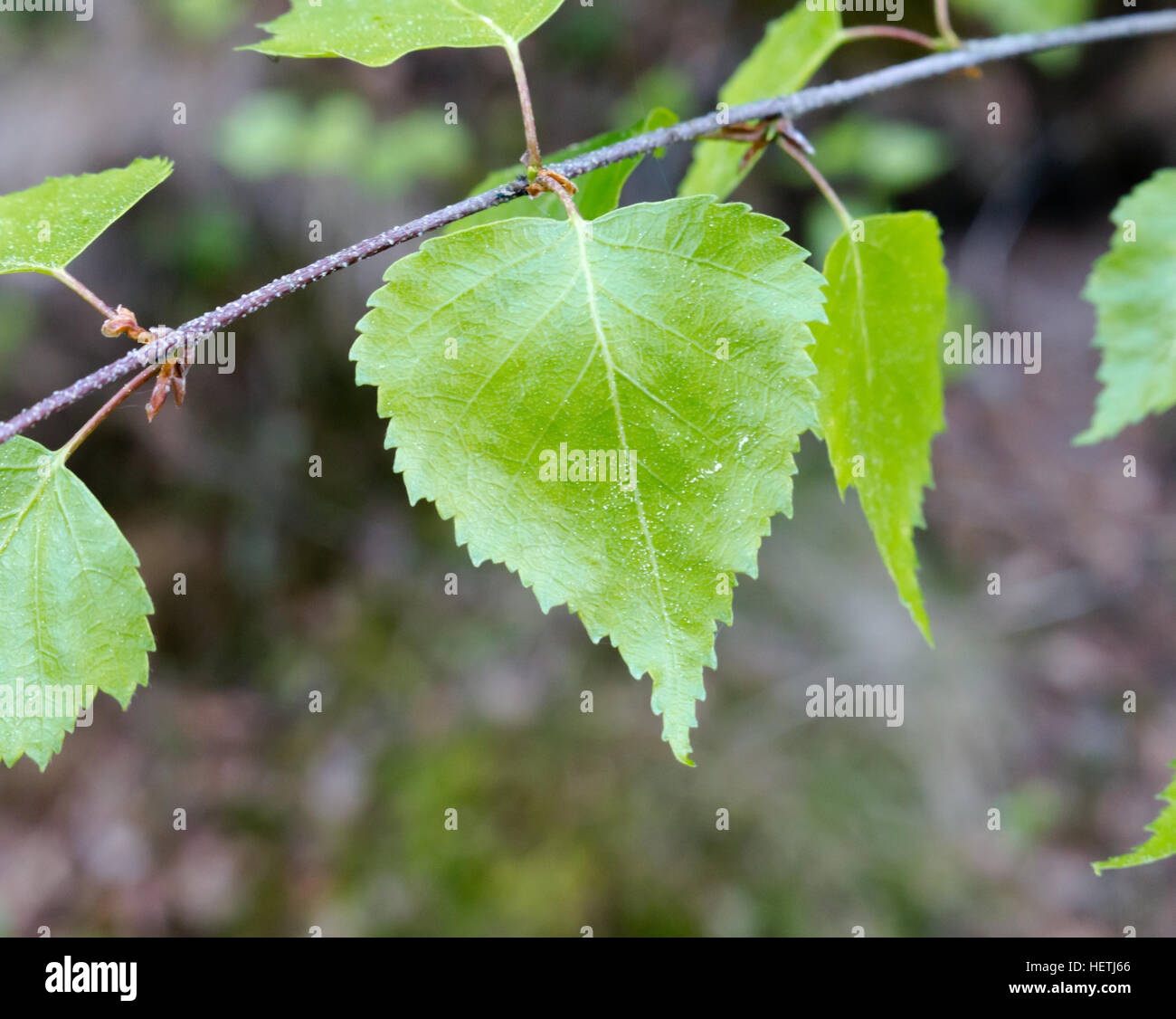 Feuilles de bouleau dans la forêt. Banque D'Images