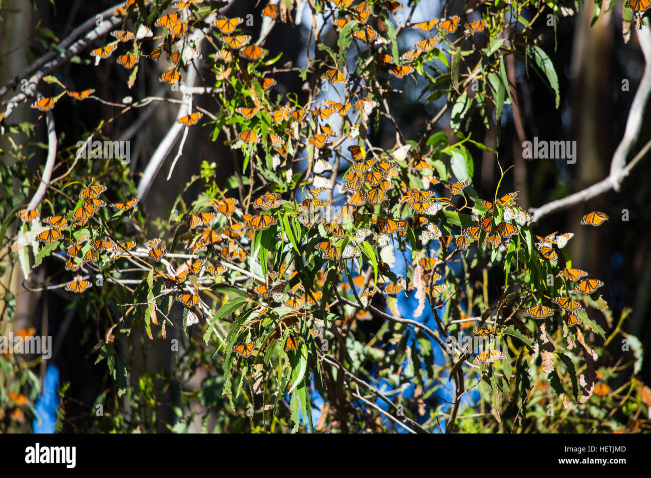 Le monarque (Danaus plexippus) hivernant dans les eucalyptus au Monarch Butterfly Grove Pismo Beach en Californie au cours de la migration. Banque D'Images Le monarque (Danaus plexippus) hivernant dans les eucalyptus au Monarch Butterfly Grove Pismo Beach en Californie au cours de la migration. Banque D'Images