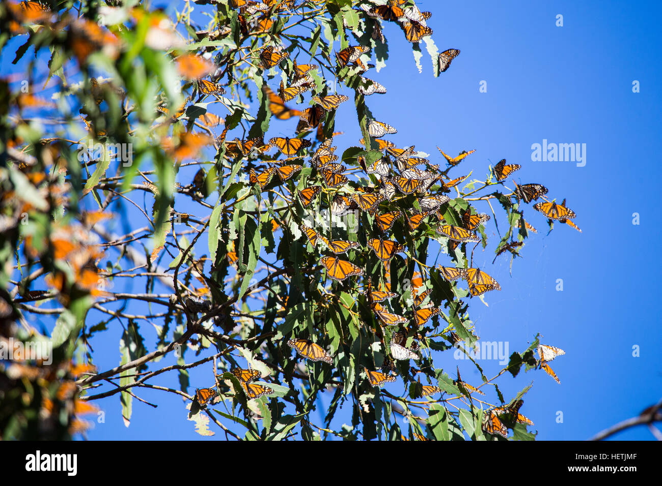 Le monarque (Danaus plexippus) hivernant dans les eucalyptus au Monarch Butterfly Grove Pismo Beach en Californie au cours de la migration. Banque D'Images Le monarque (Danaus plexippus) hivernant dans les eucalyptus au Monarch Butterfly Grove Pismo Beach en Californie au cours de la migration. Banque D'Images
