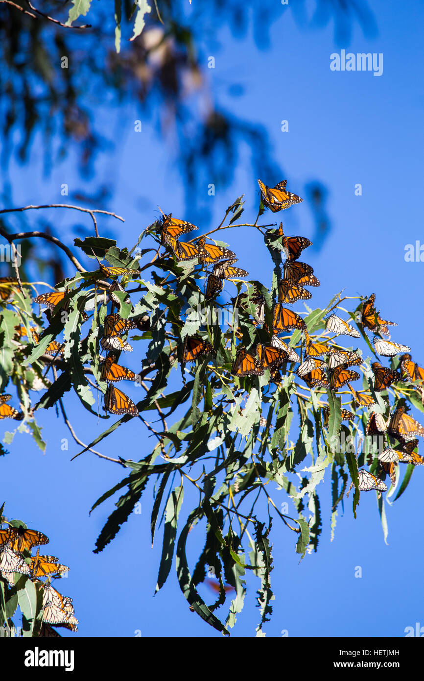 Le monarque (Danaus plexippus) hivernant dans les eucalyptus au Monarch Butterfly Grove Pismo Beach en Californie pendant la migration. Banque D'Images Le monarque (Danaus plexippus) hivernant dans les eucalyptus au Monarch Butterfly Grove Pismo Beach en Californie pendant la migration. Banque D'Images