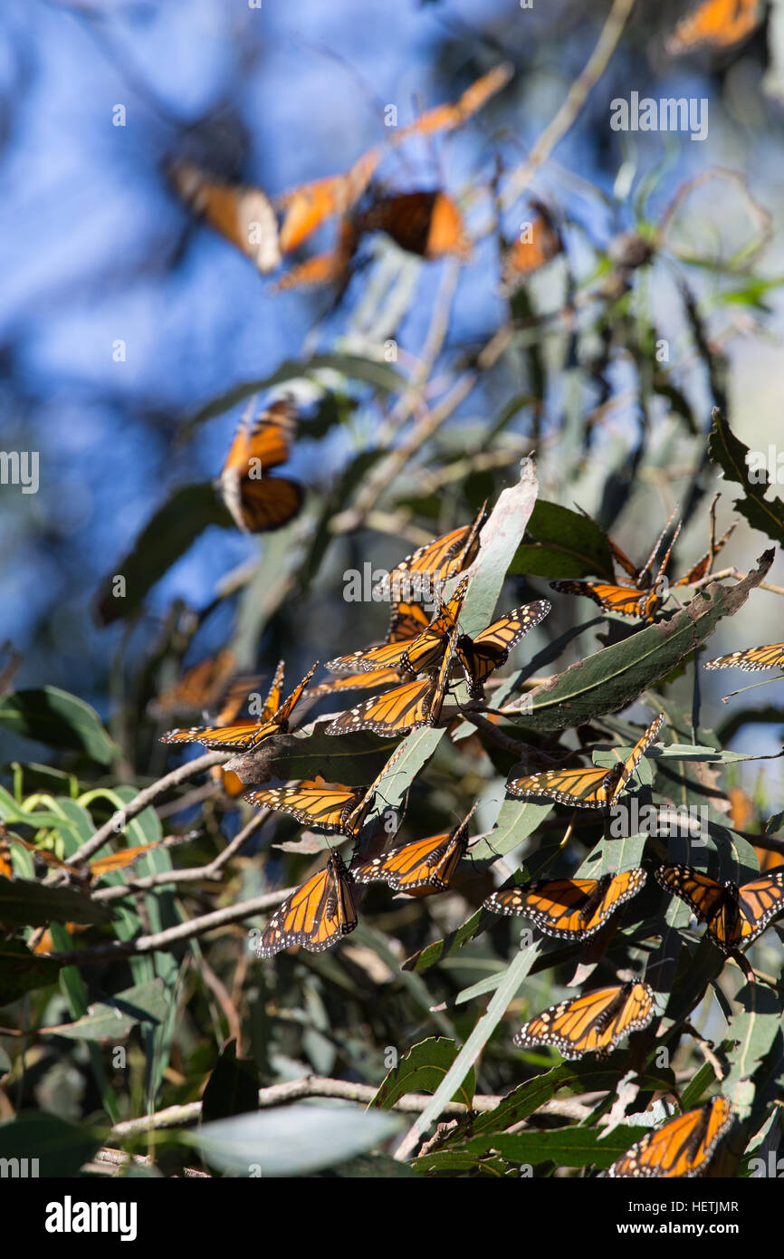 Le monarque (Danaus plexippus) hivernant dans les eucalyptus au Monarch Butterfly Grove Pismo Beach en Californie au cours de la migration. Banque D'Images Le monarque (Danaus plexippus) hivernant dans les eucalyptus au Monarch Butterfly Grove Pismo Beach en Californie au cours de la migration. Banque D'Images
