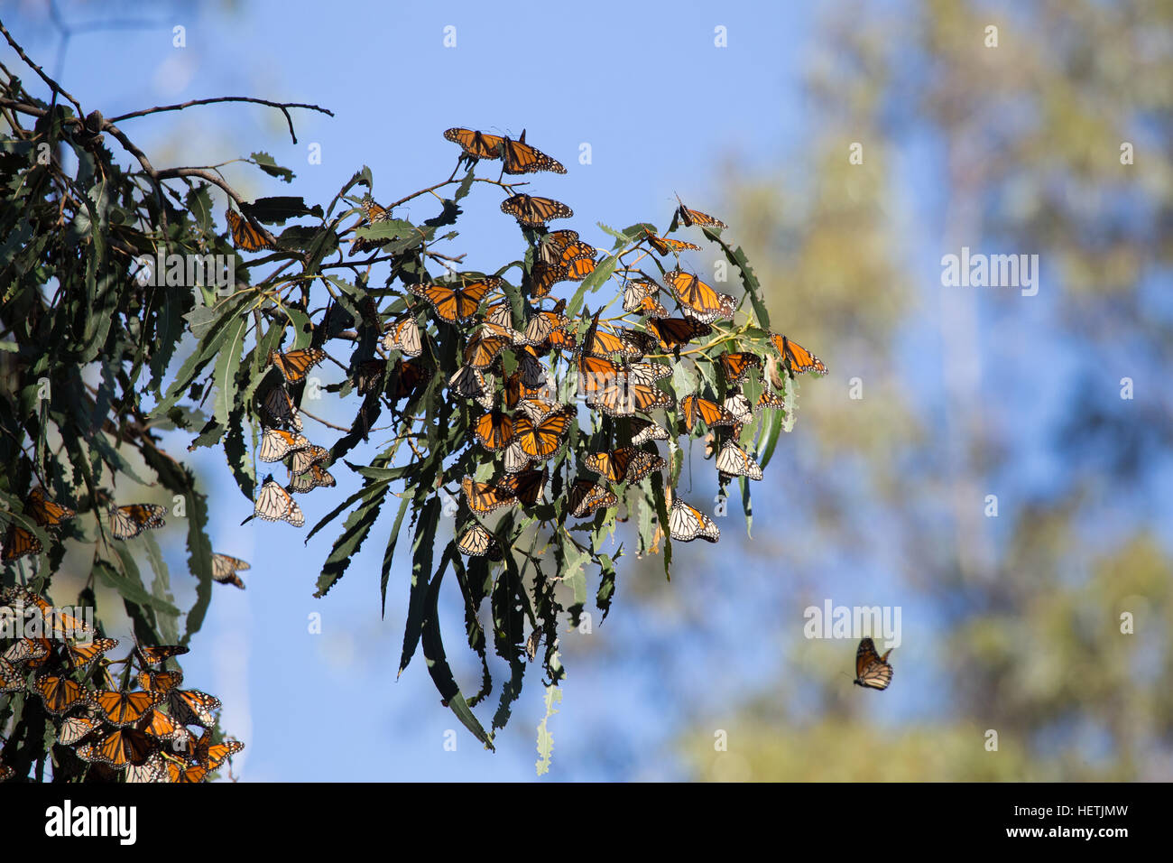 Le monarque (Danaus plexippus) hivernant dans les eucalyptus au Monarch Butterfly Grove Pismo Beach en Californie pendant la migration. Banque D'Images Le monarque (Danaus plexippus) hivernant dans les eucalyptus au Monarch Butterfly Grove Pismo Beach en Californie pendant la migration. Banque D'Images