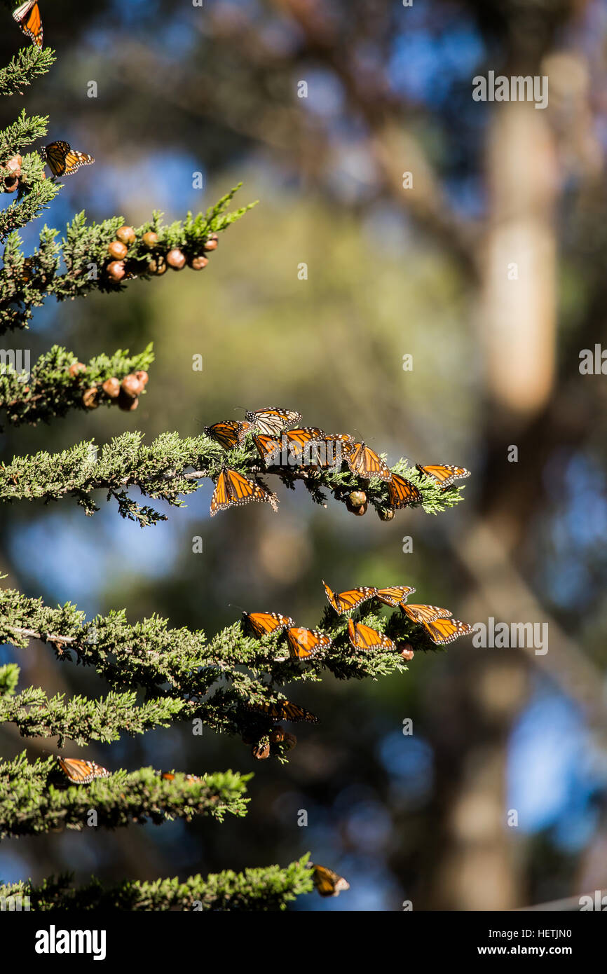 Le monarque (Danaus plexippus) hivernant dans ce cèdre au Monarch Butterfly Grove Pismo Beach Californie Banque D'Images Le monarque (Danaus plexippus) hivernant dans ce cèdre au Monarch Butterfly Grove Pismo Beach Californie Banque D'Images