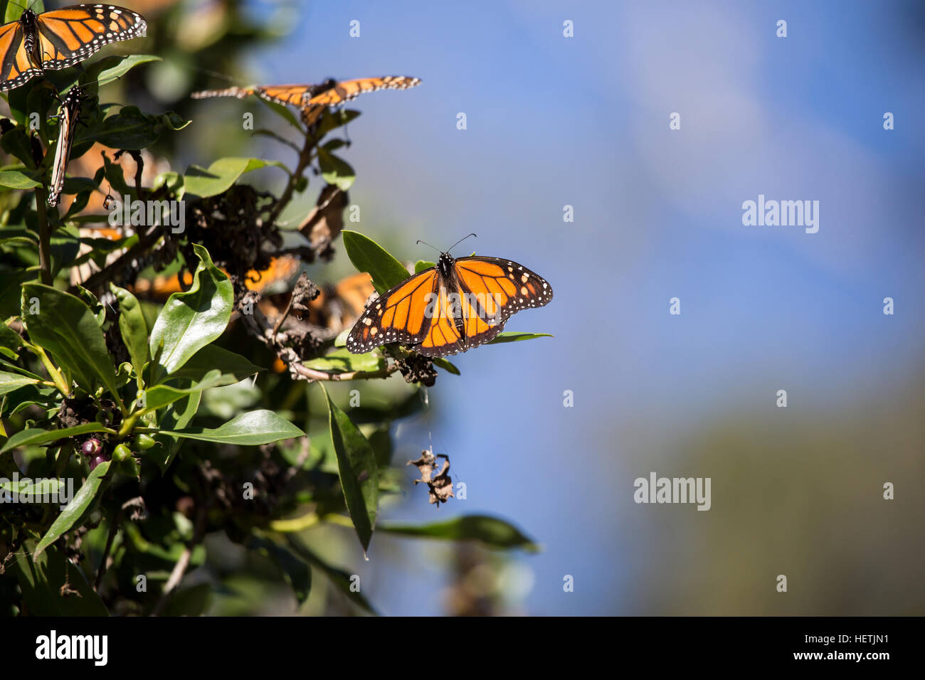 Le monarque (Danaus plexippus) hivernant dans les eucalyptus au Monarch Butterfly Grove Pismo Beach en Californie au cours de la migration. Banque D'Images Le monarque (Danaus plexippus) hivernant dans les eucalyptus au Monarch Butterfly Grove Pismo Beach en Californie au cours de la migration. Banque D'Images