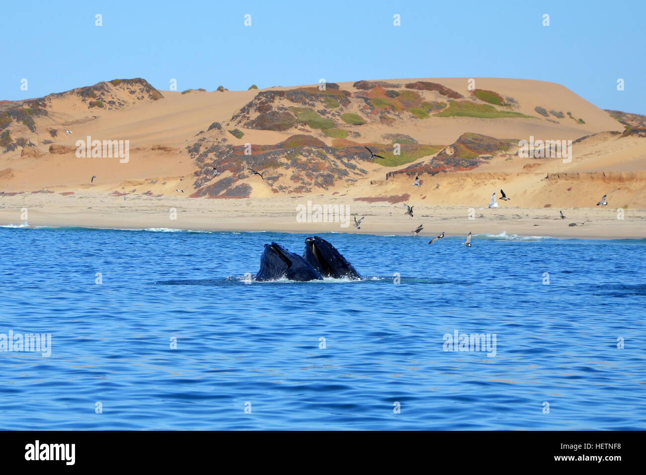 Deux bouches de baleines à bosse dans l'océan Pacifique à l'observation des baleines, la visite de Monterey, Californie Banque D'Images
