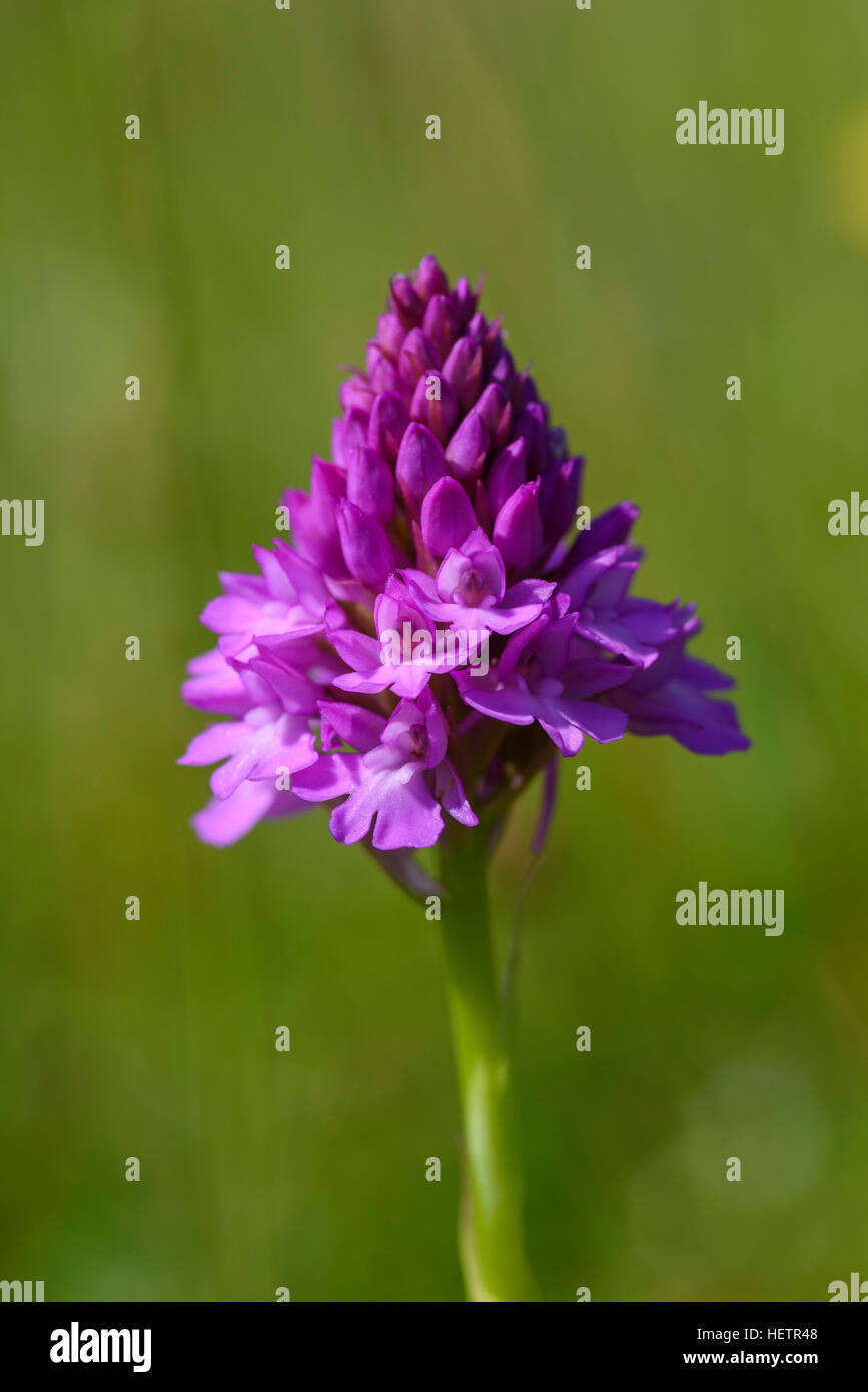 Anacamptis pyramidalis, orchidée pyramidale, wildflower, Carrick, Dumfries et Galloway, Écosse Banque D'Images