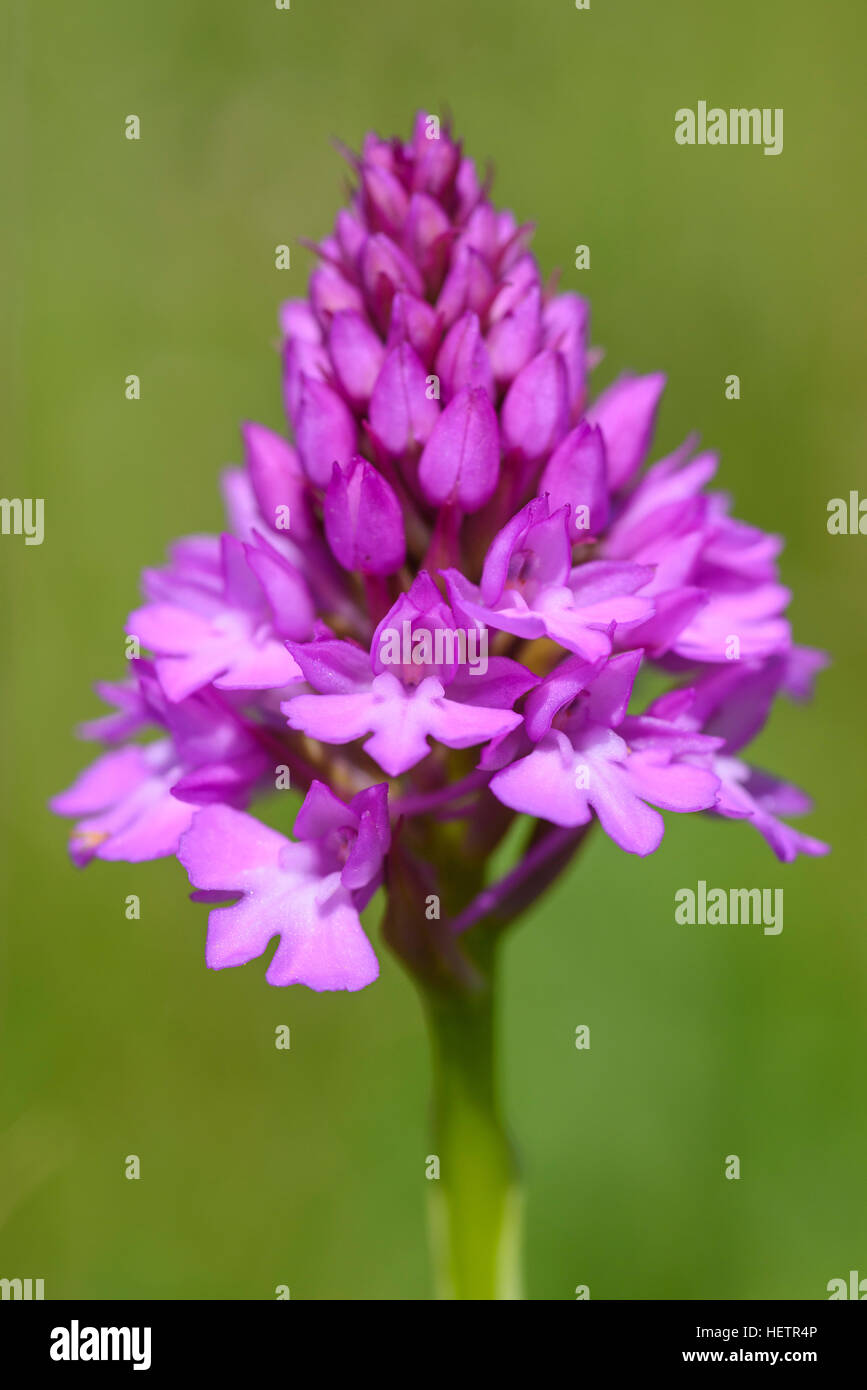 Anacamptis pyramidalis, orchidée pyramidale, wildflower, Carrick, Dumfries et Galloway, Écosse Banque D'Images